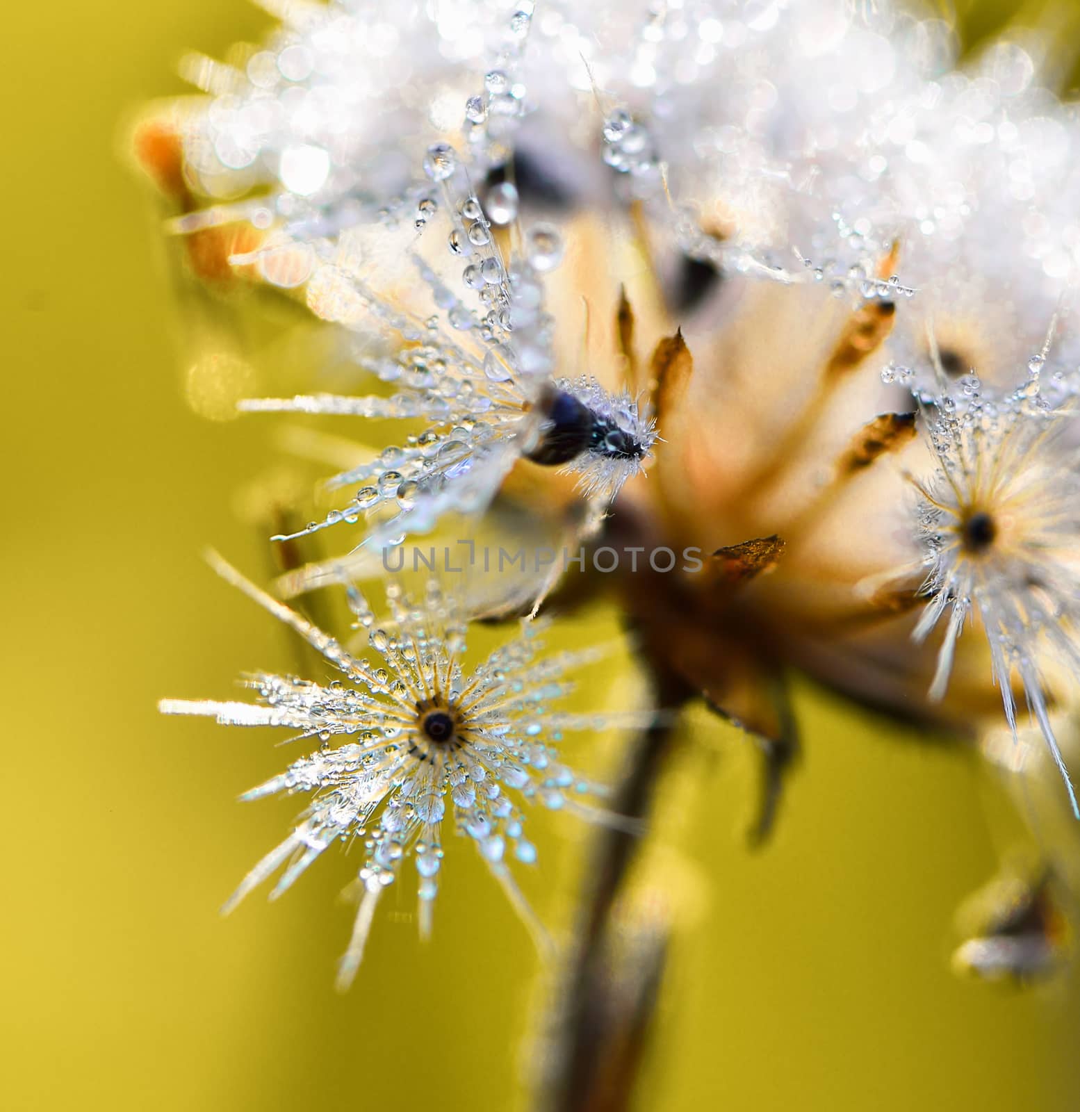 Dew drops on flowers grass in the morning