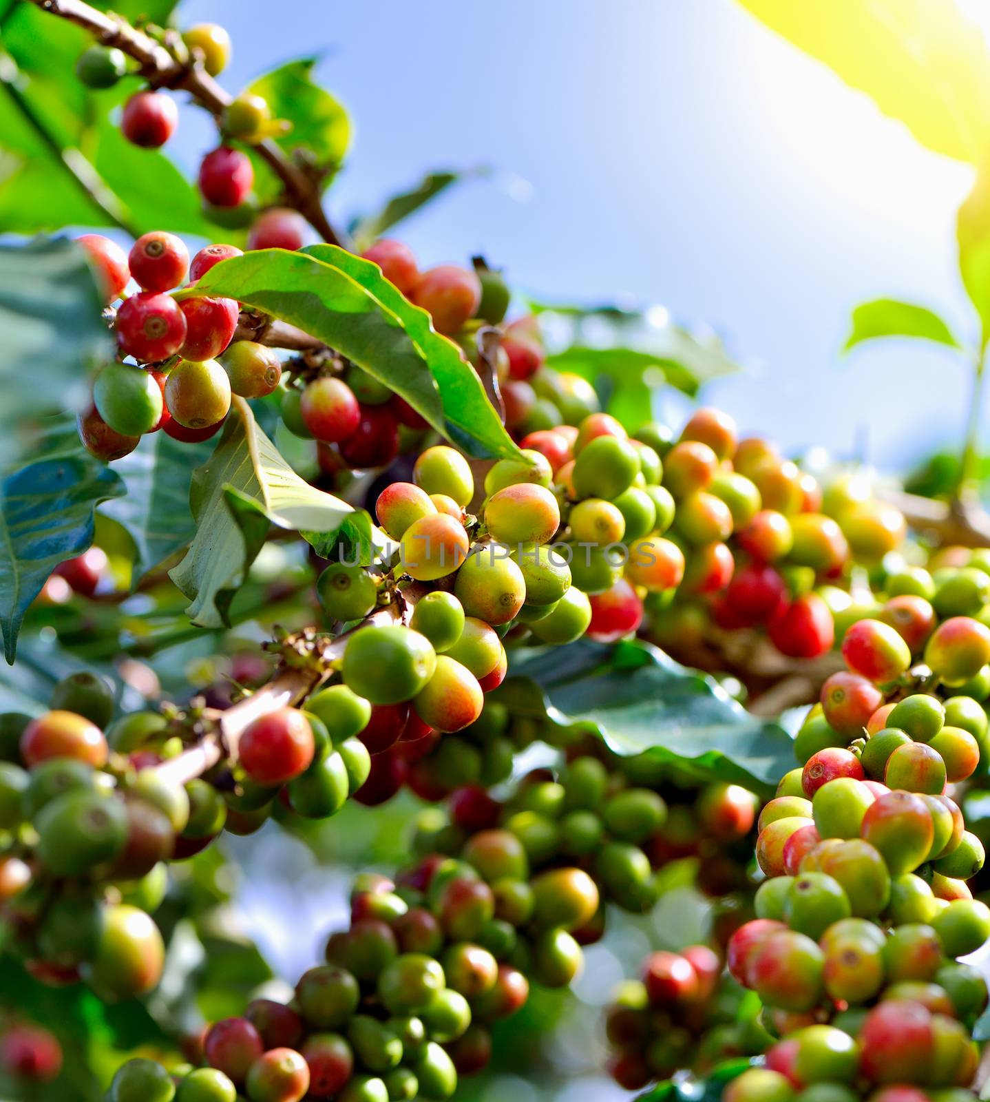 Coffee beans ripening on tree by sommai