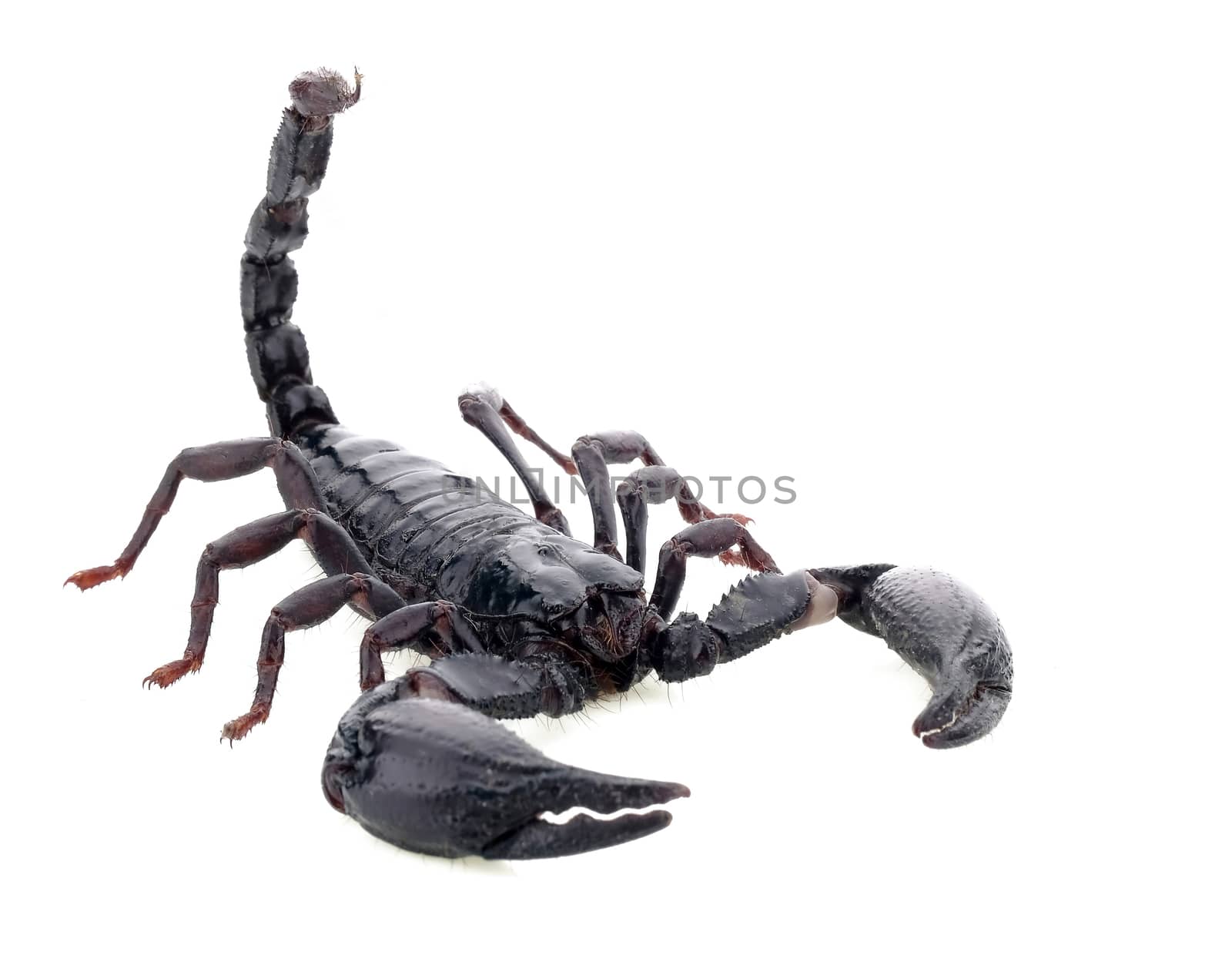 Scorpion on white background. by poungsaed