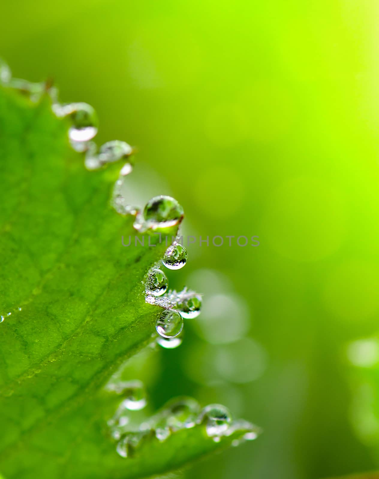 Dew on a grass in spring after rain by sommai