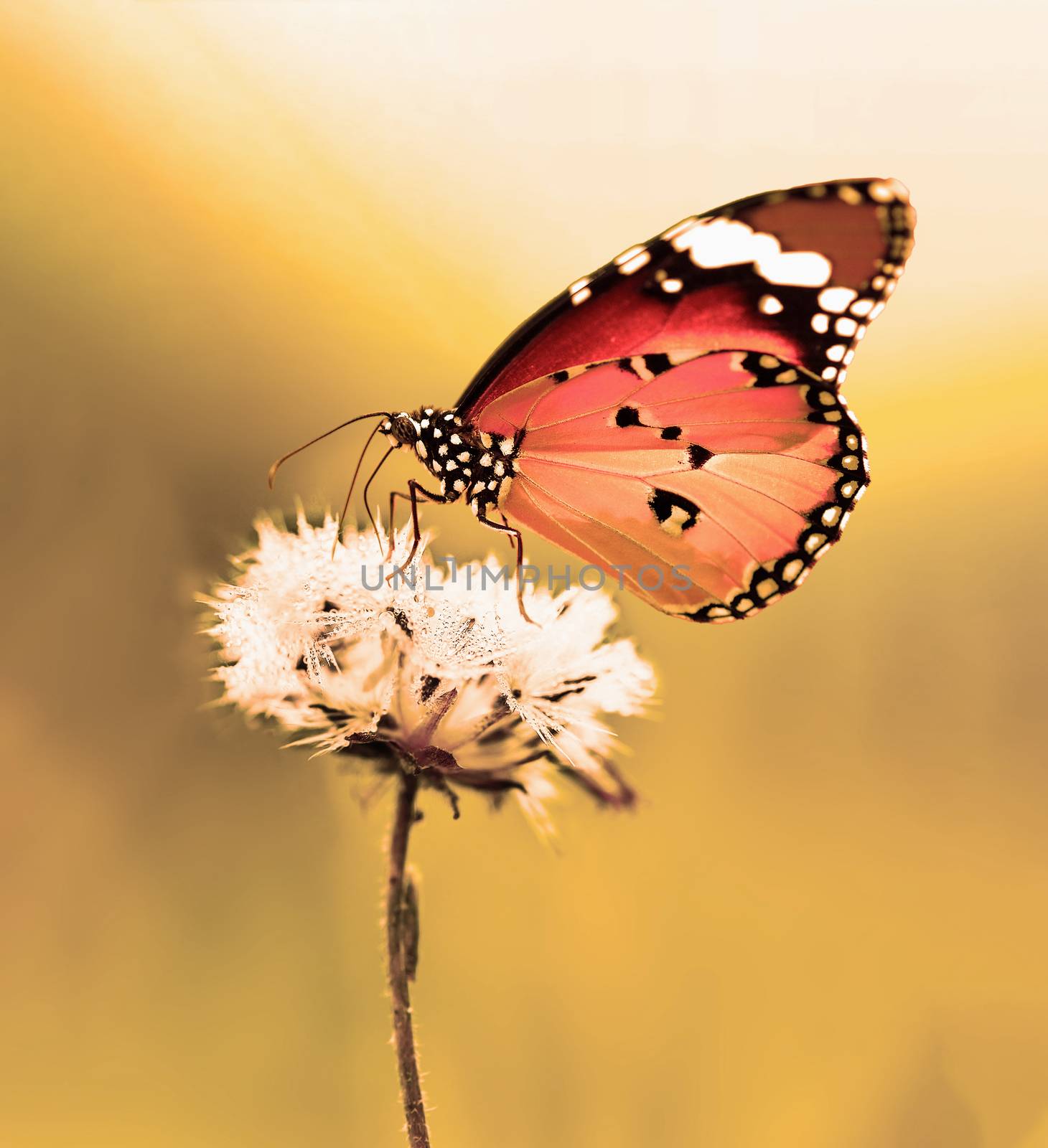 Nature spring flower with butterfly