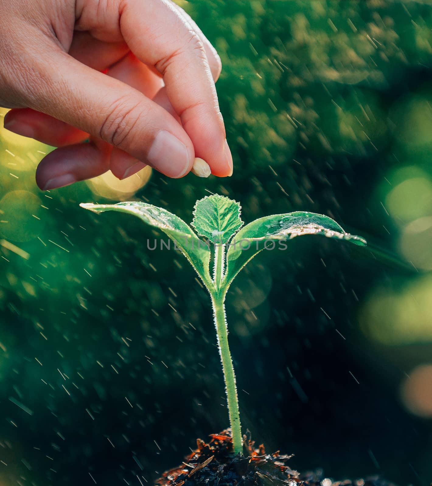  hand planting a seed in soil by sommai
