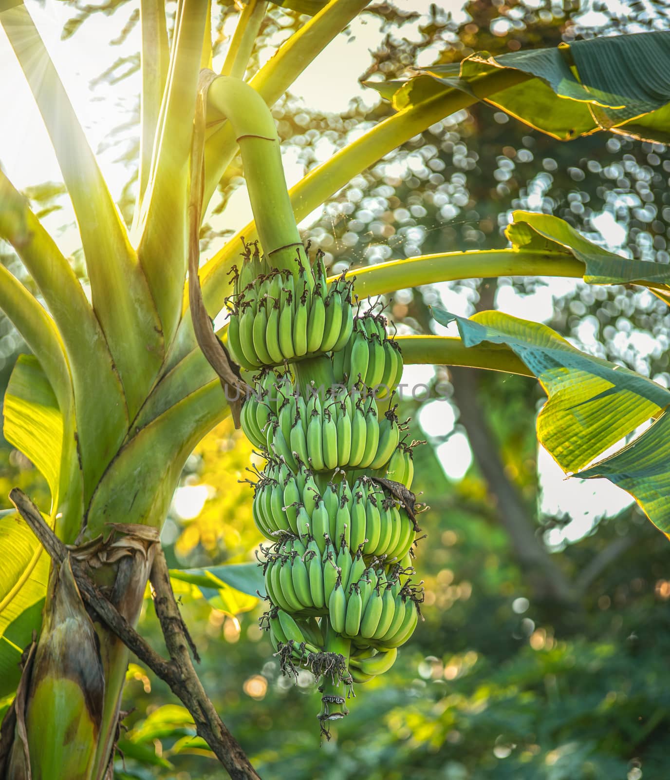  baby bananas growing on tree by sommai