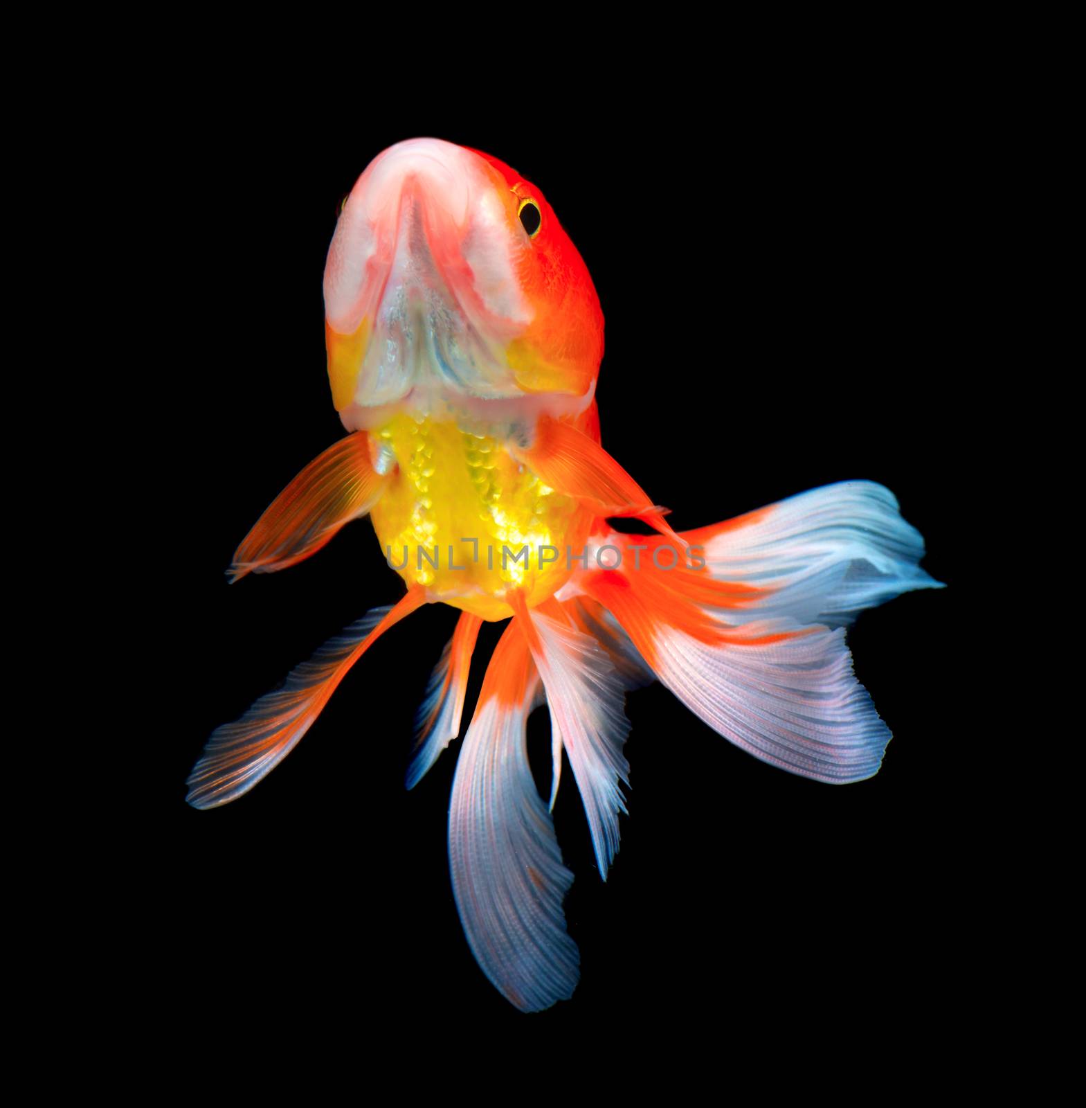 gold fish on black by sommai