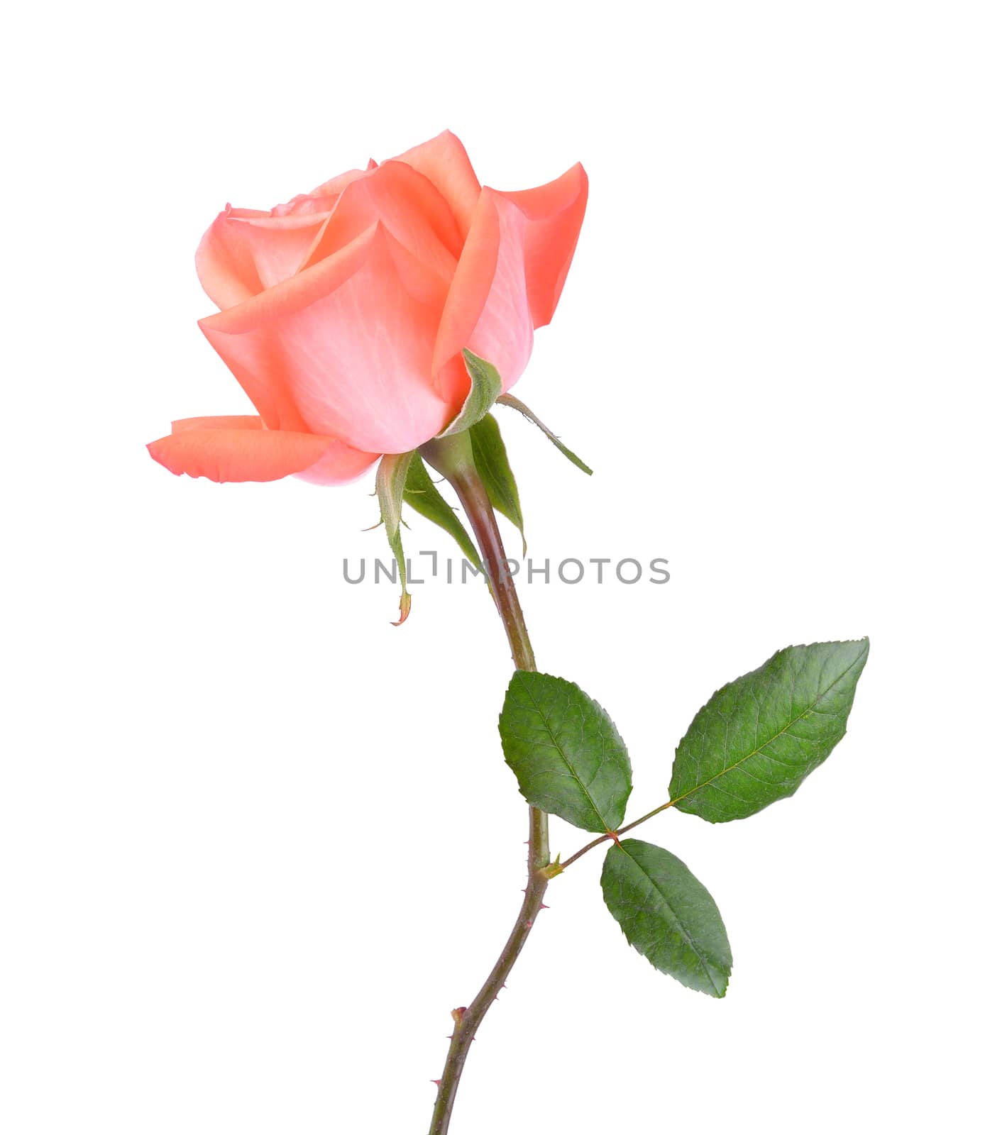 rose on white background by sommai