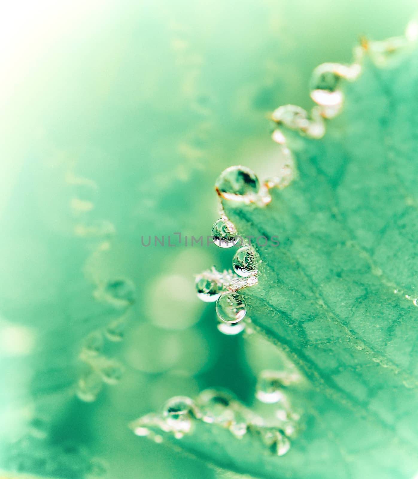 Dew on a grass in spring after rain by sommai