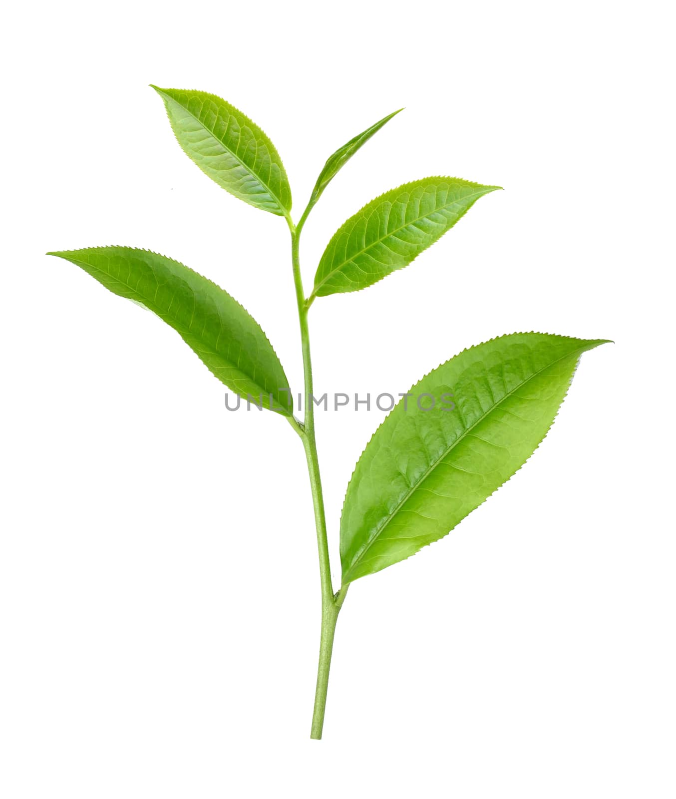 tea leaf isolated on white background by sommai