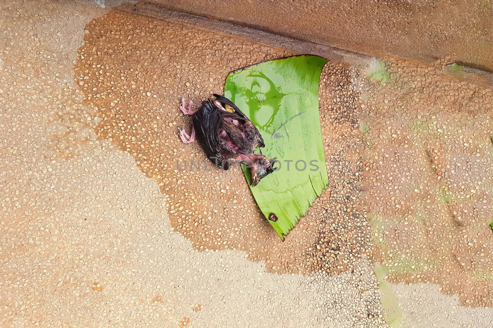 Dropped from the nest, a dead young bird chick.