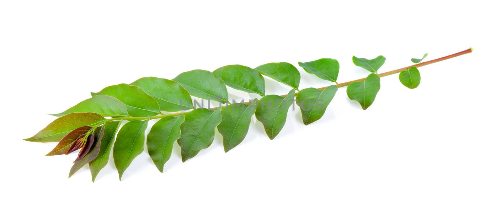 Leaves on white background by sommai