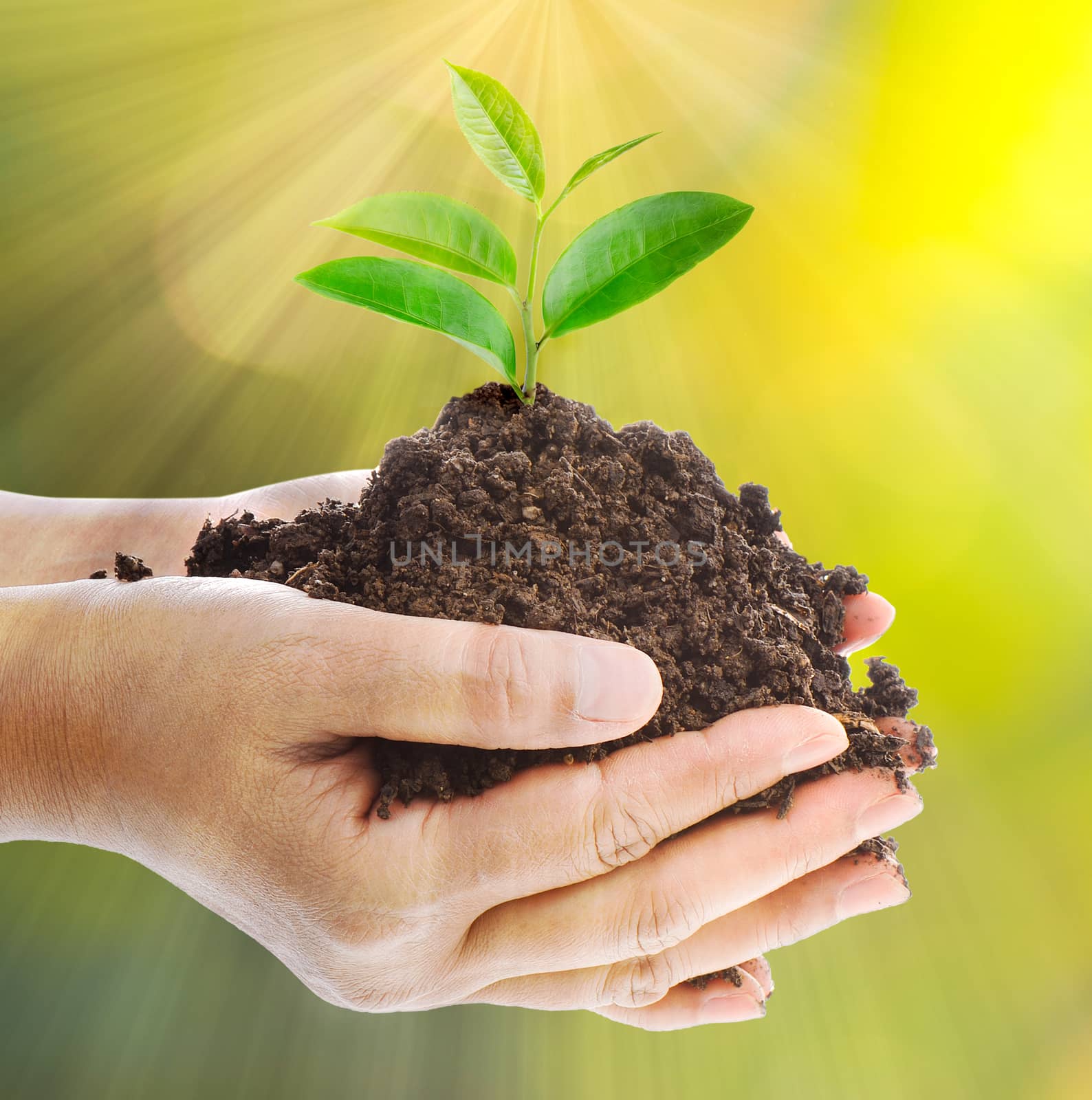  young plant sprouting from the ground in hands with nature background 