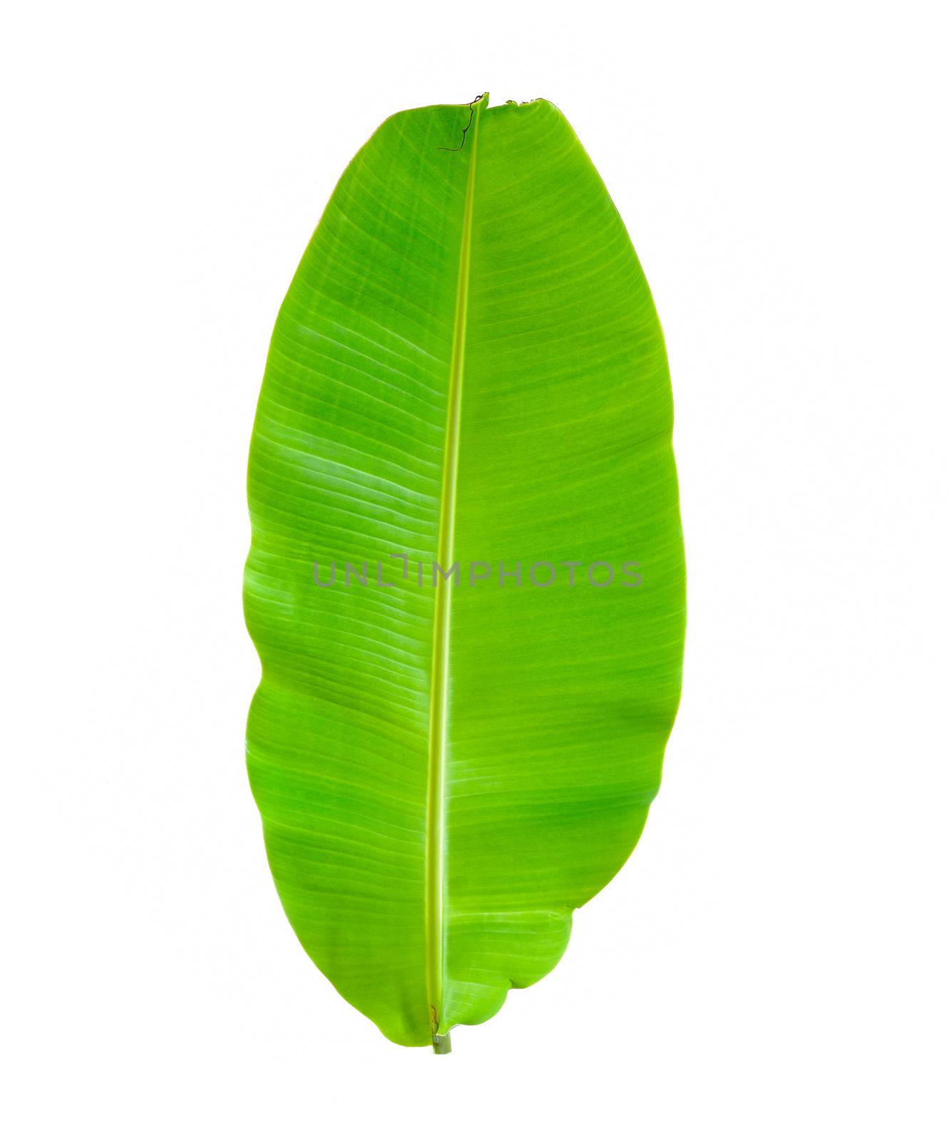 Banana Leaf isolated on white background by sommai