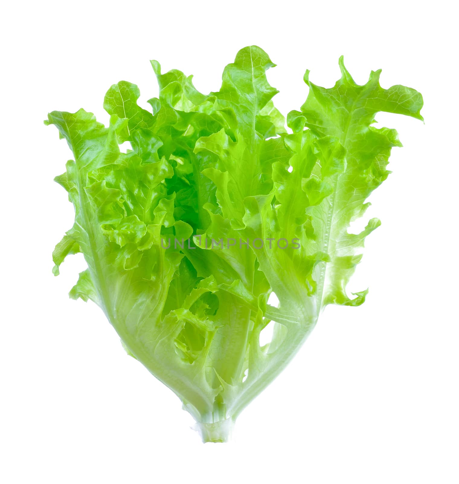 Salad leaf. Lettuce isolated on white background by sommai