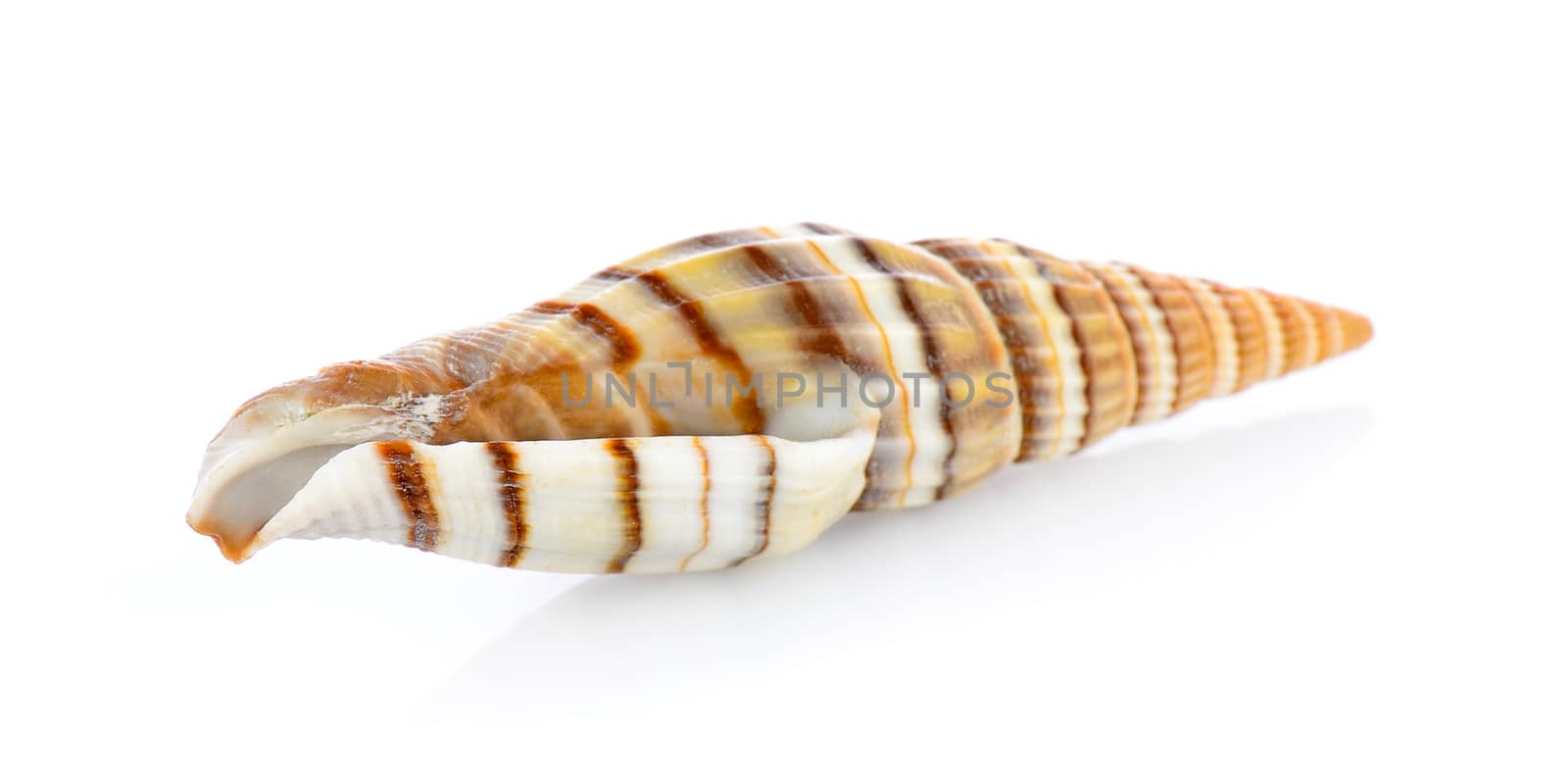 sea shell isolated on white background