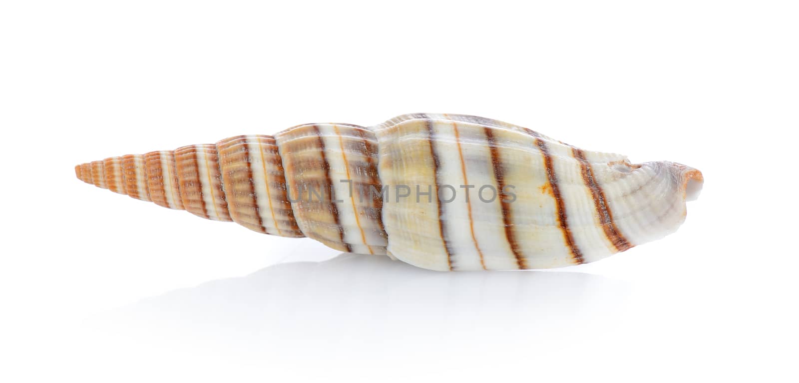 sea shell isolated on white background by sommai