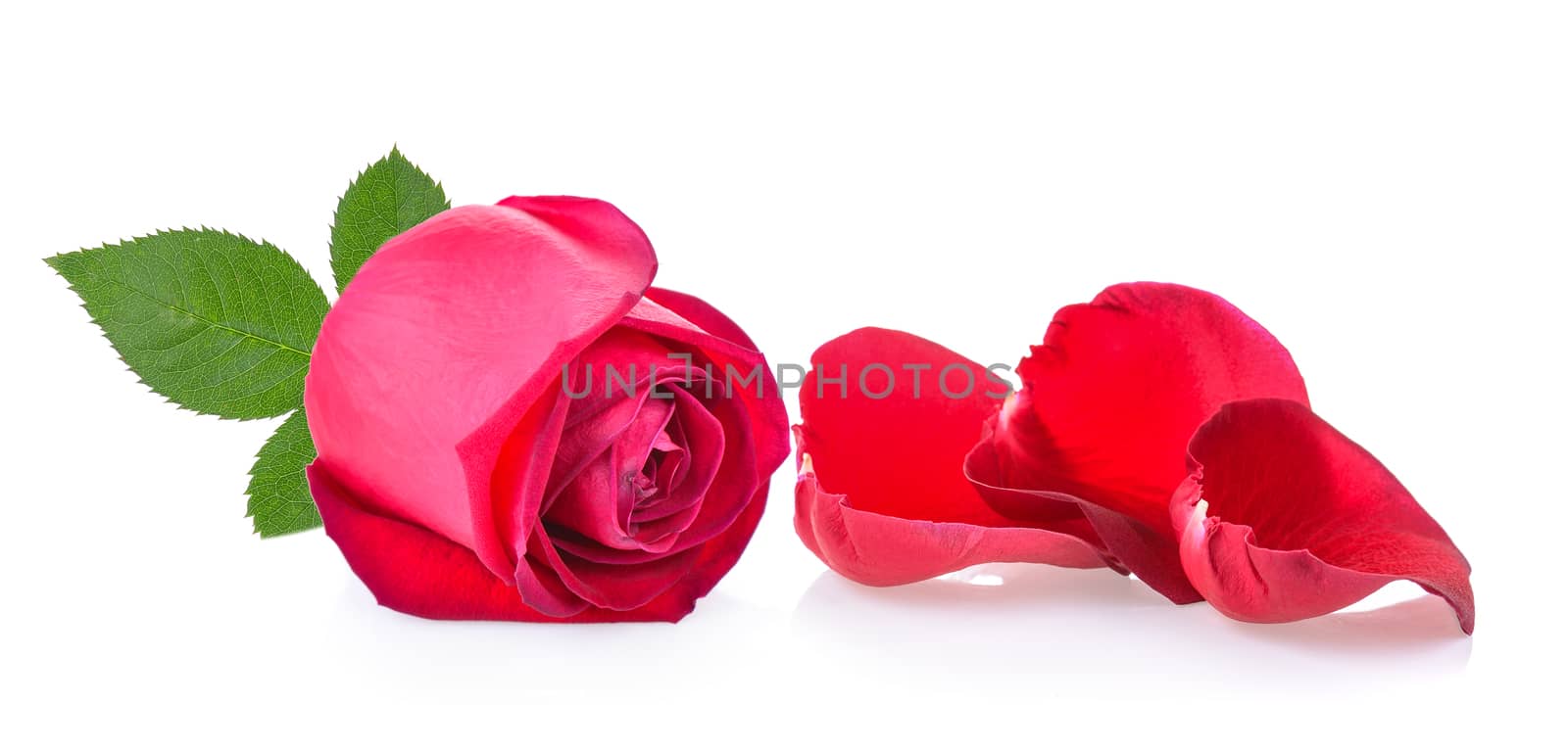 red rose with leaf on white background