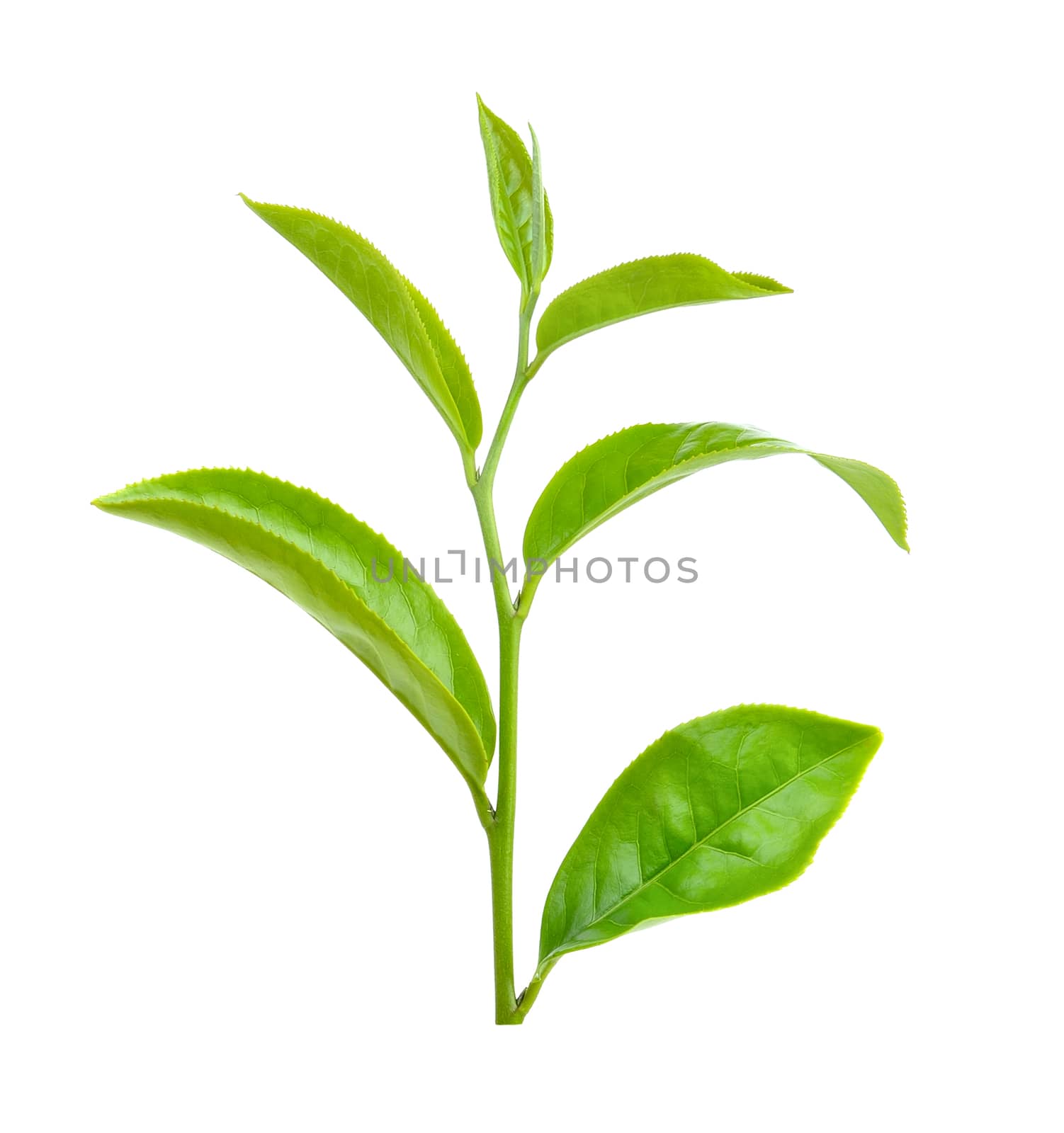 Green tea leaf isolated on white background by sommai