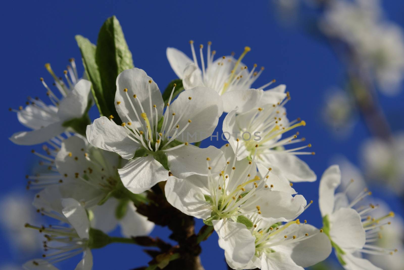 Cherry blossoms in spring on a tree in Maisach