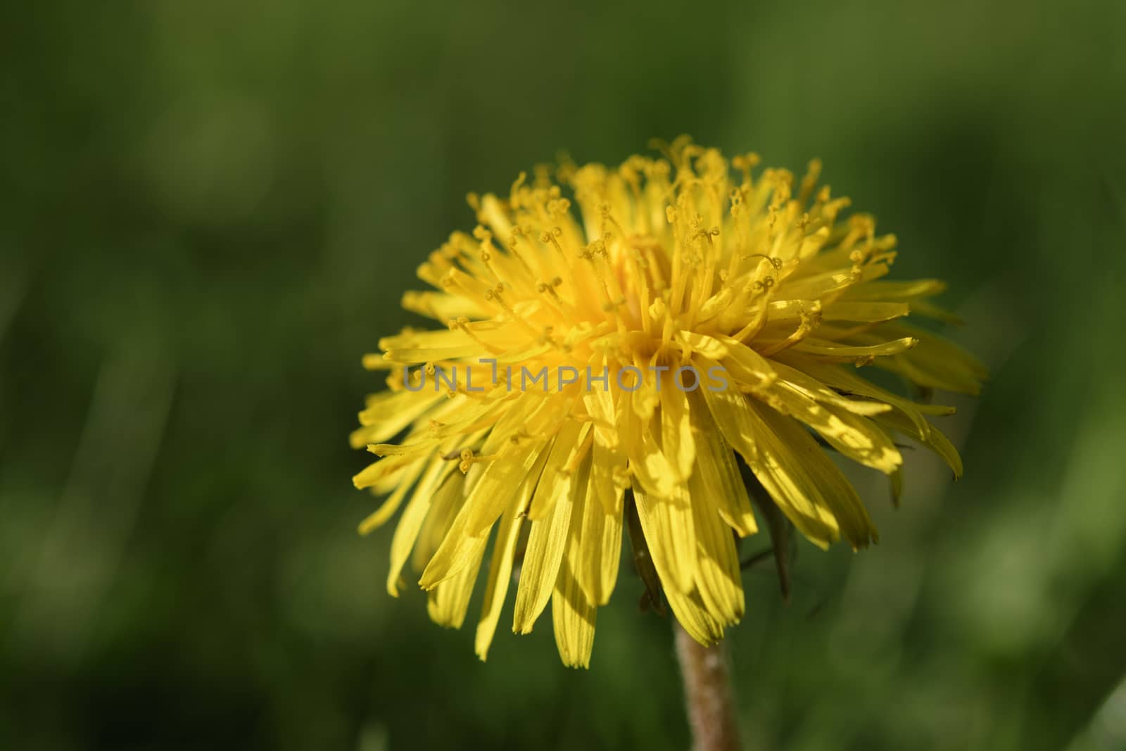 Dandelions on a green meadow in Maisach in Bavaria