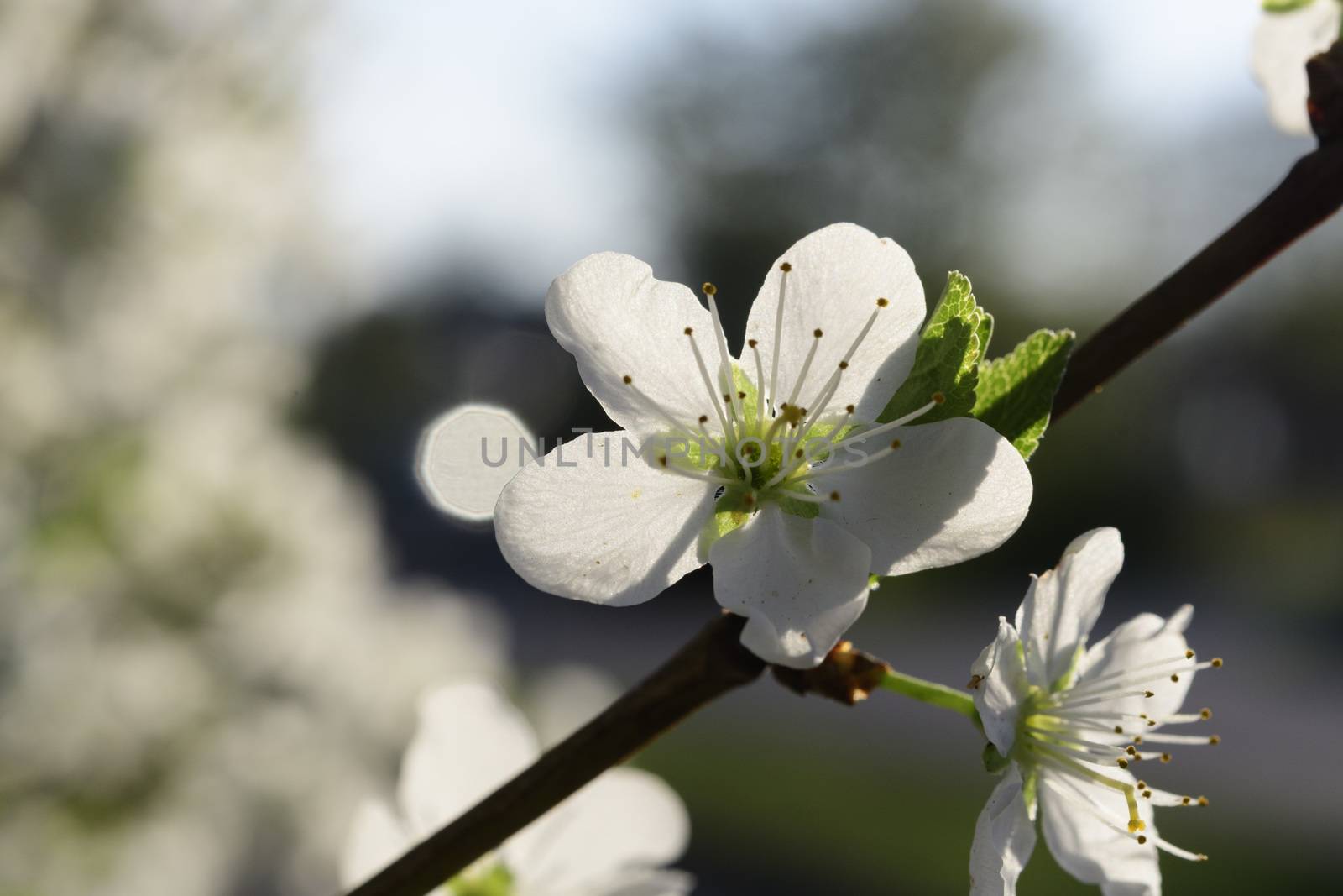 Cherry blossoms in spring on a tree in Maisach