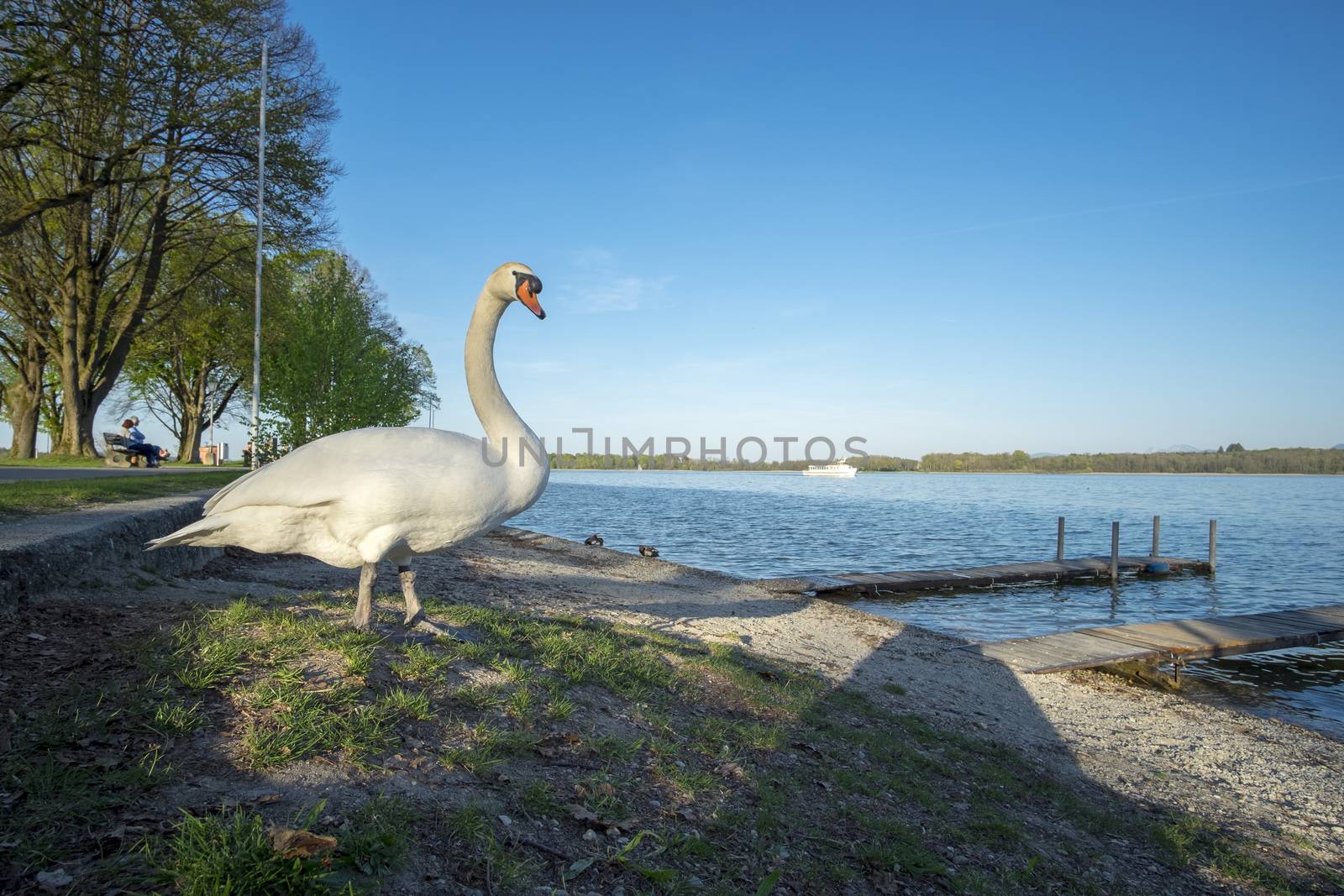 Swan on the beach of Chiemsee