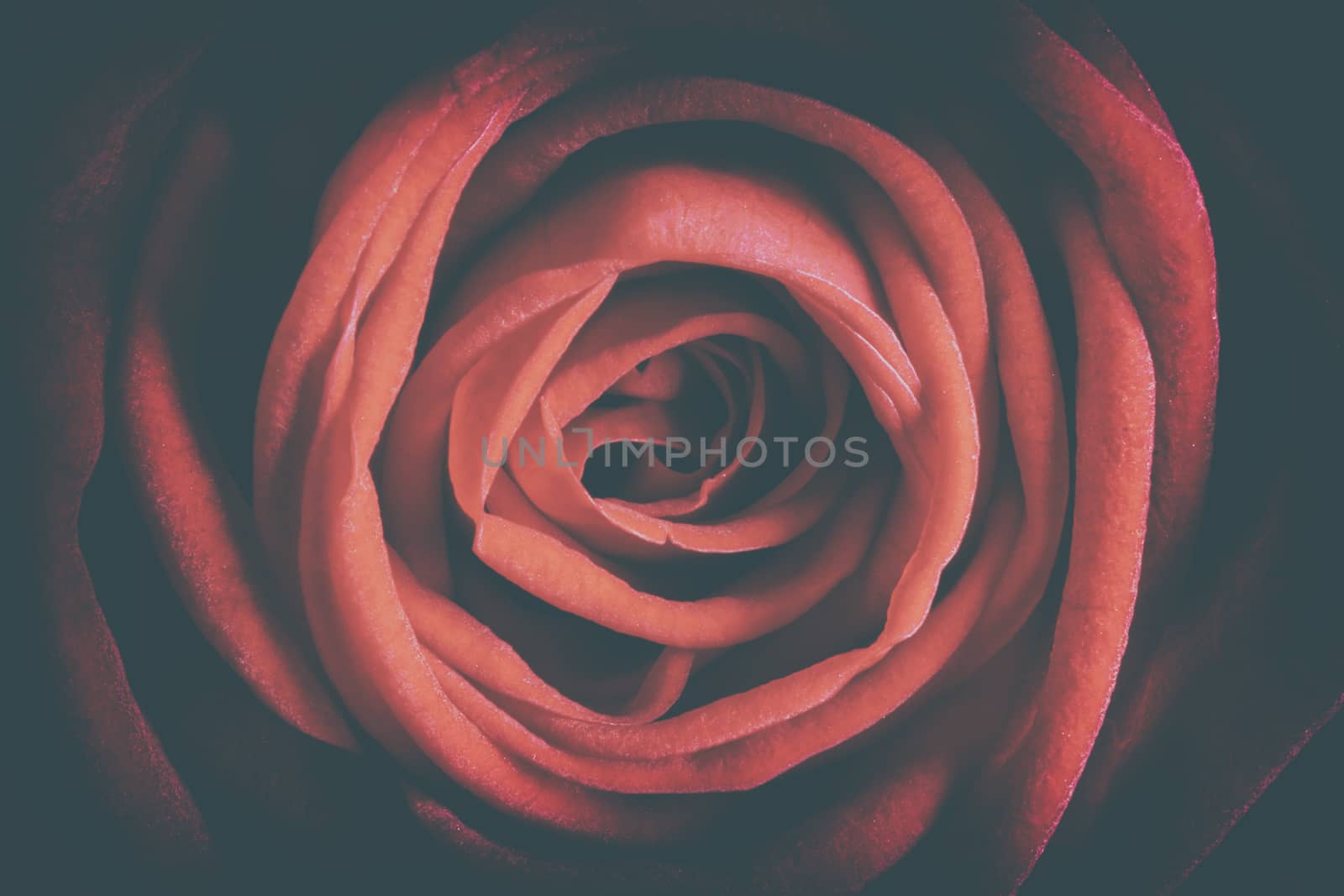 Detail image of a red rose