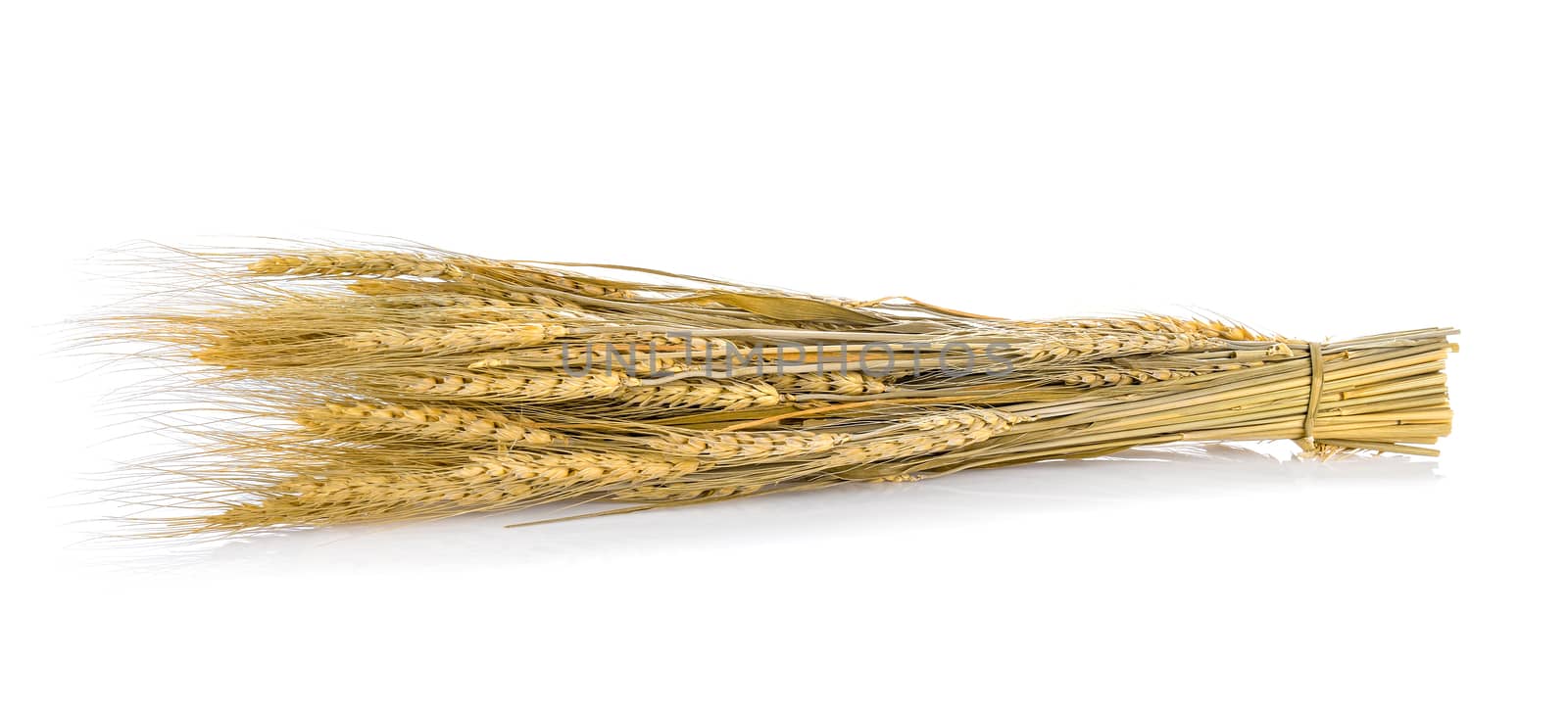 Ear of barley on white background by sommai