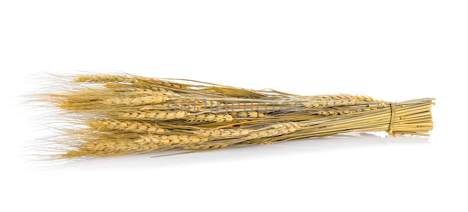 Ear of barley on white background