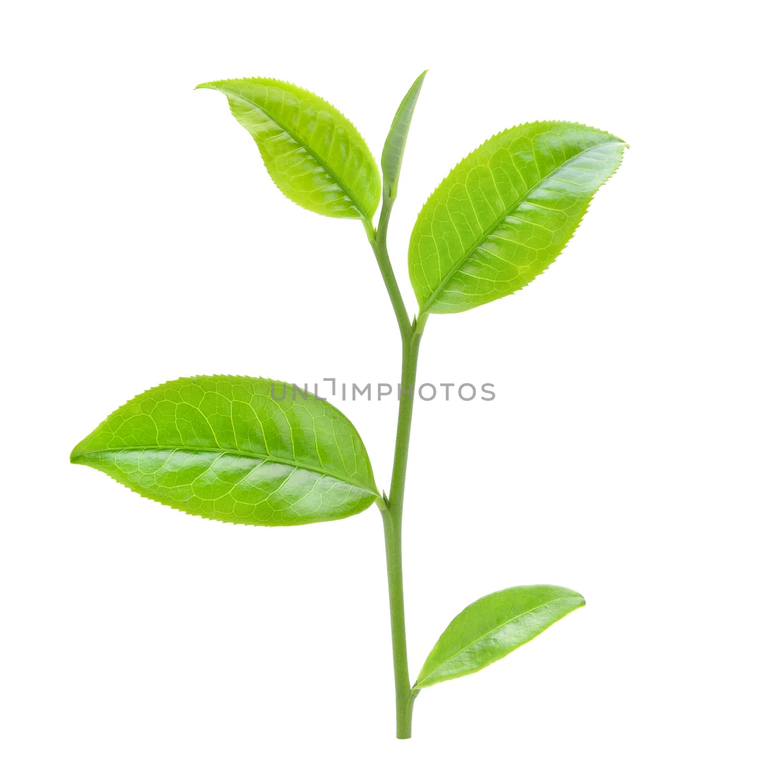tea leaf isolated on white background by sommai