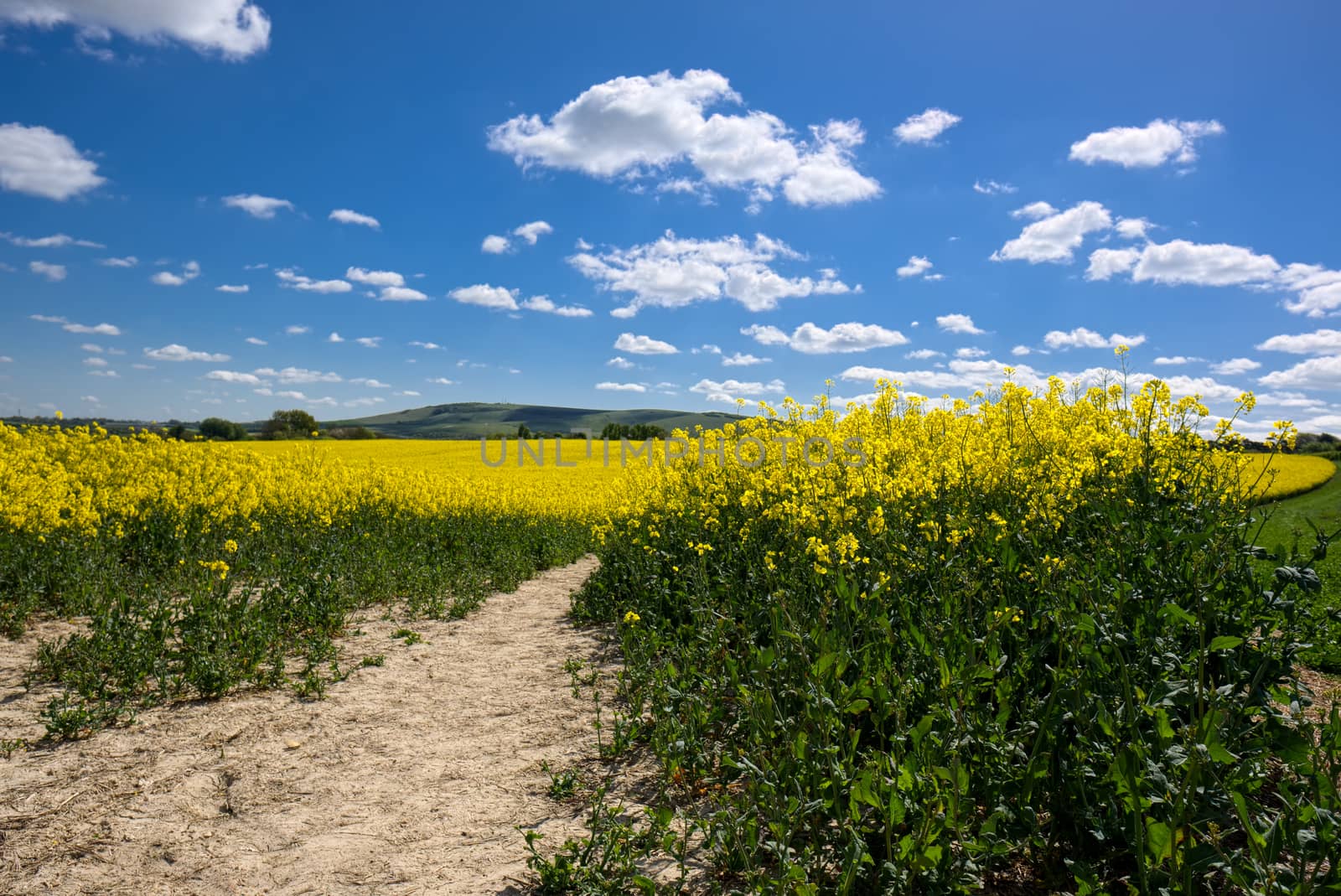 Rapeseed in the Rolling Sussex Countryside by phil_bird