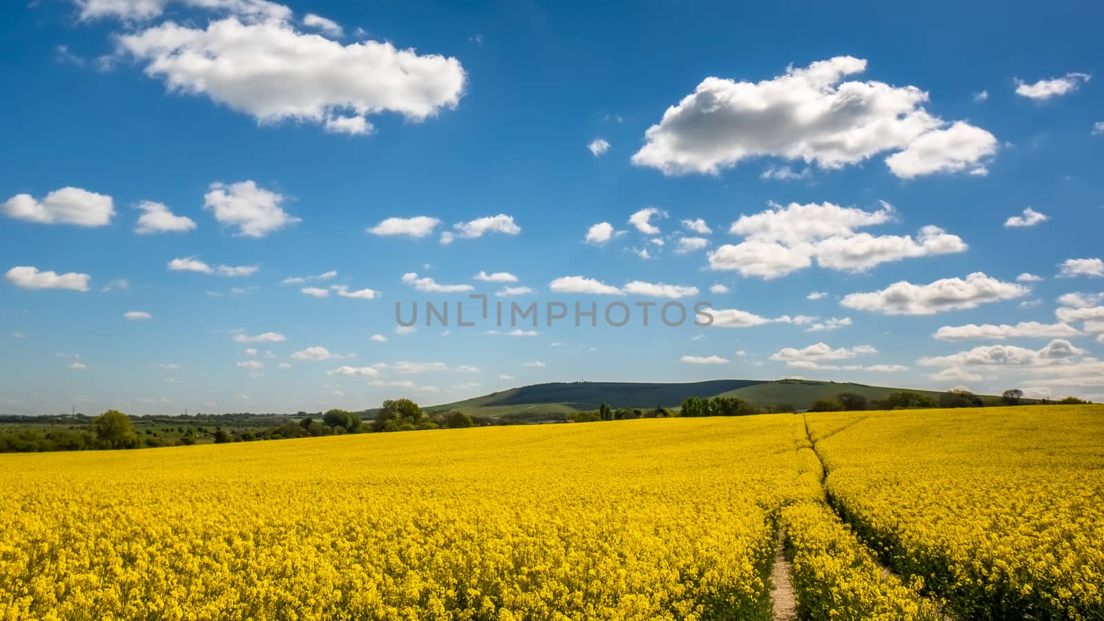 Rapeseed in the Rolling Sussex Countryside by phil_bird