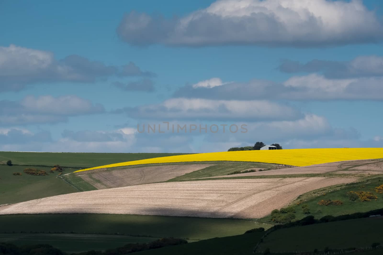 Rapeseed in the Rolling Sussex Countryside