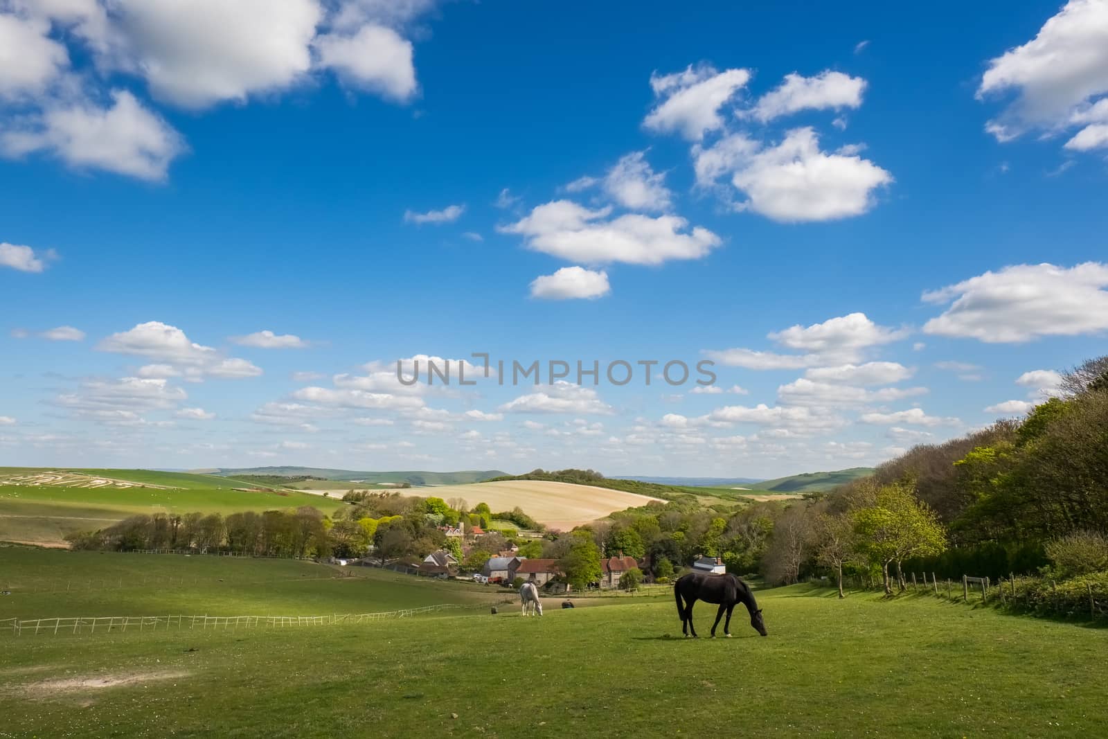 Horses at Home in the Rolling Sussex Countryside by phil_bird