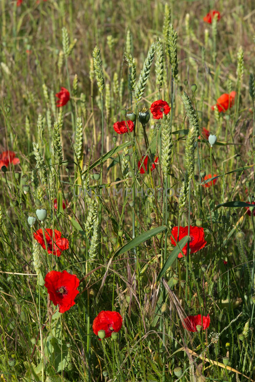 A Field of Poppies in Kent