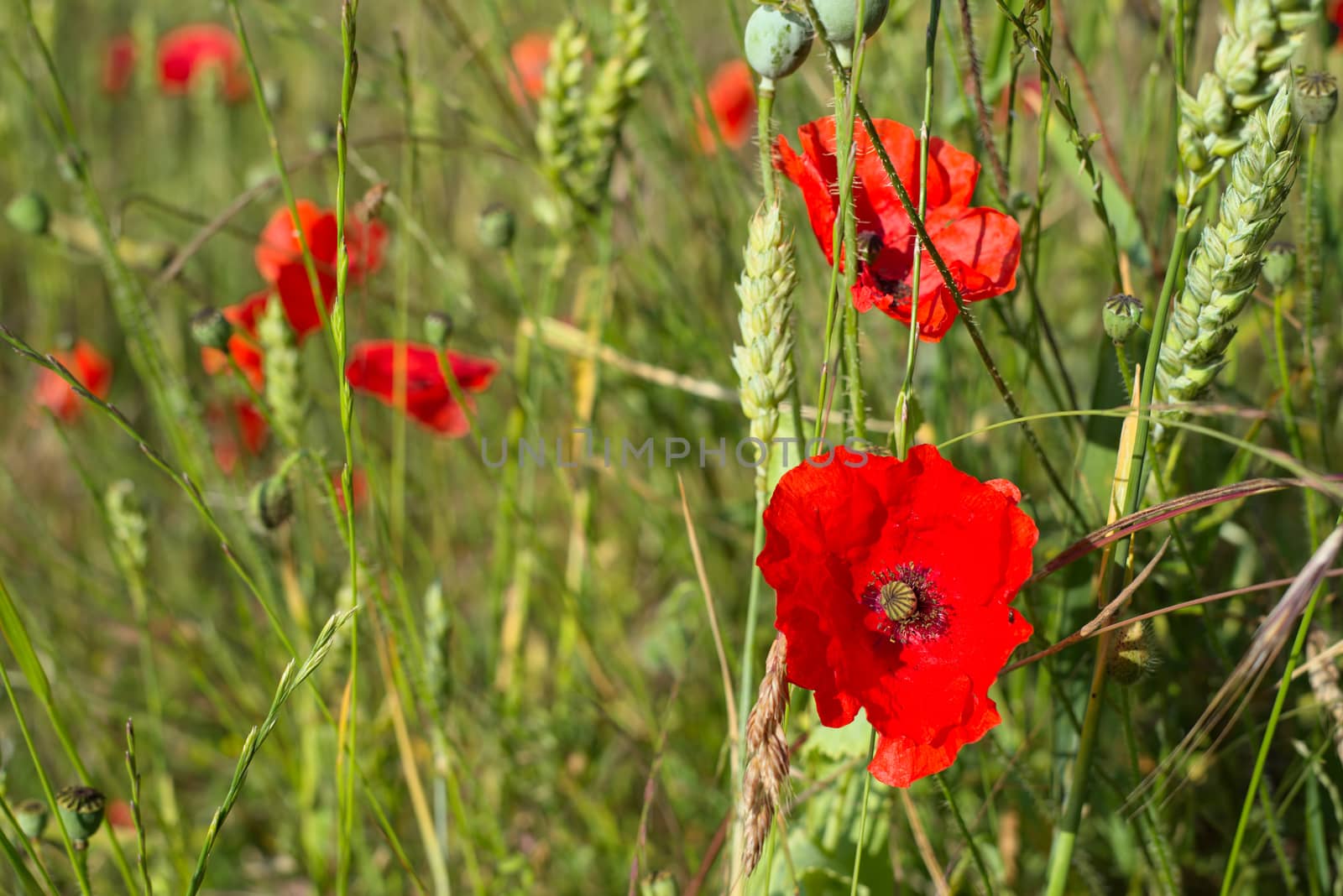 A Field of Poppies in Kent by phil_bird