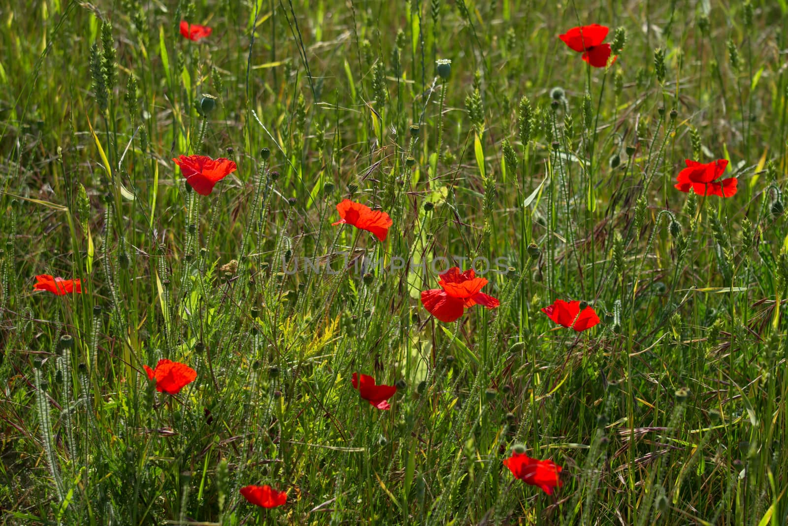 A Field of Poppies in Kent by phil_bird