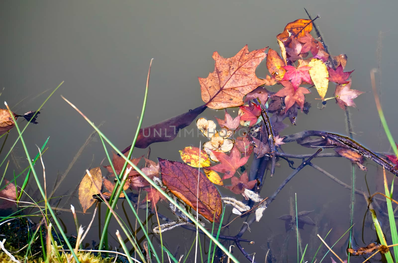 The gardens at High Beeches in Handcross by phil_bird