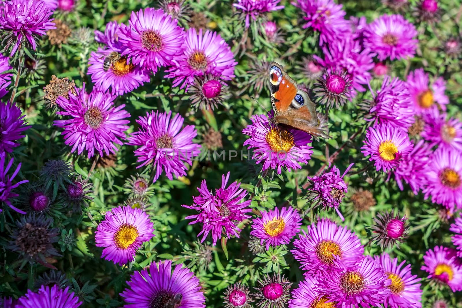 European Peacock butterfly (Inachis io) by phil_bird