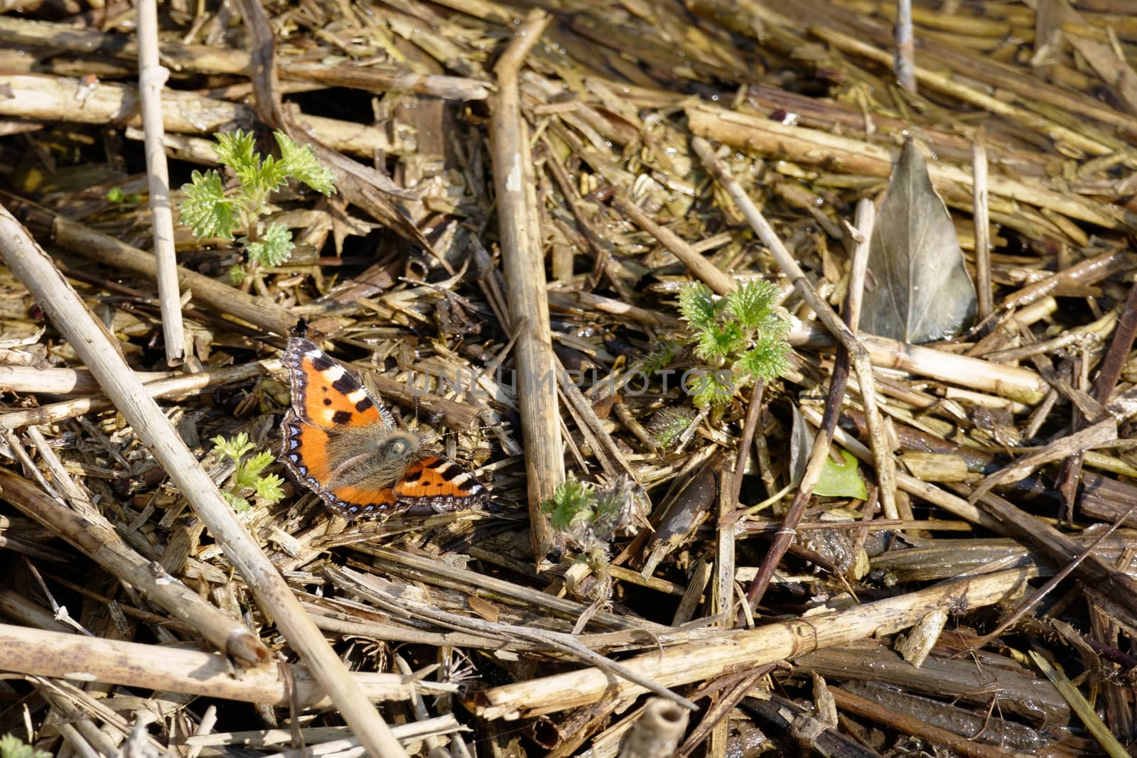 Small Tortoiseshell (Aglais urticae L.) by phil_bird