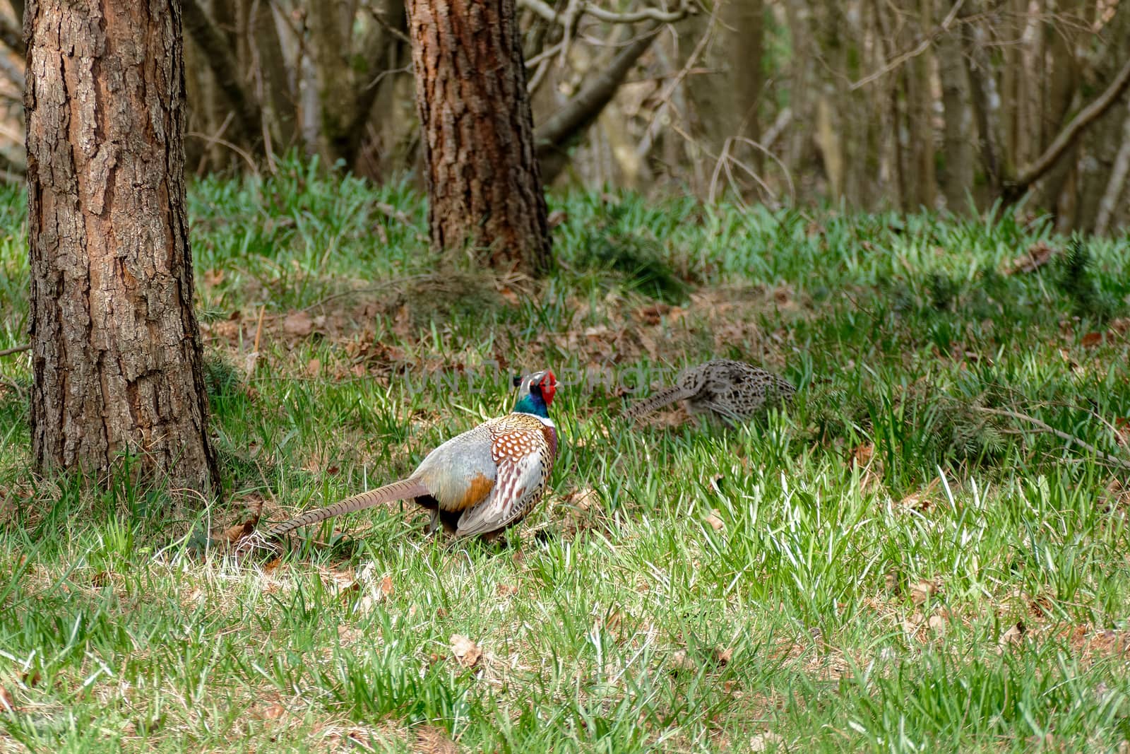 Pheasants enjoying the sunshine