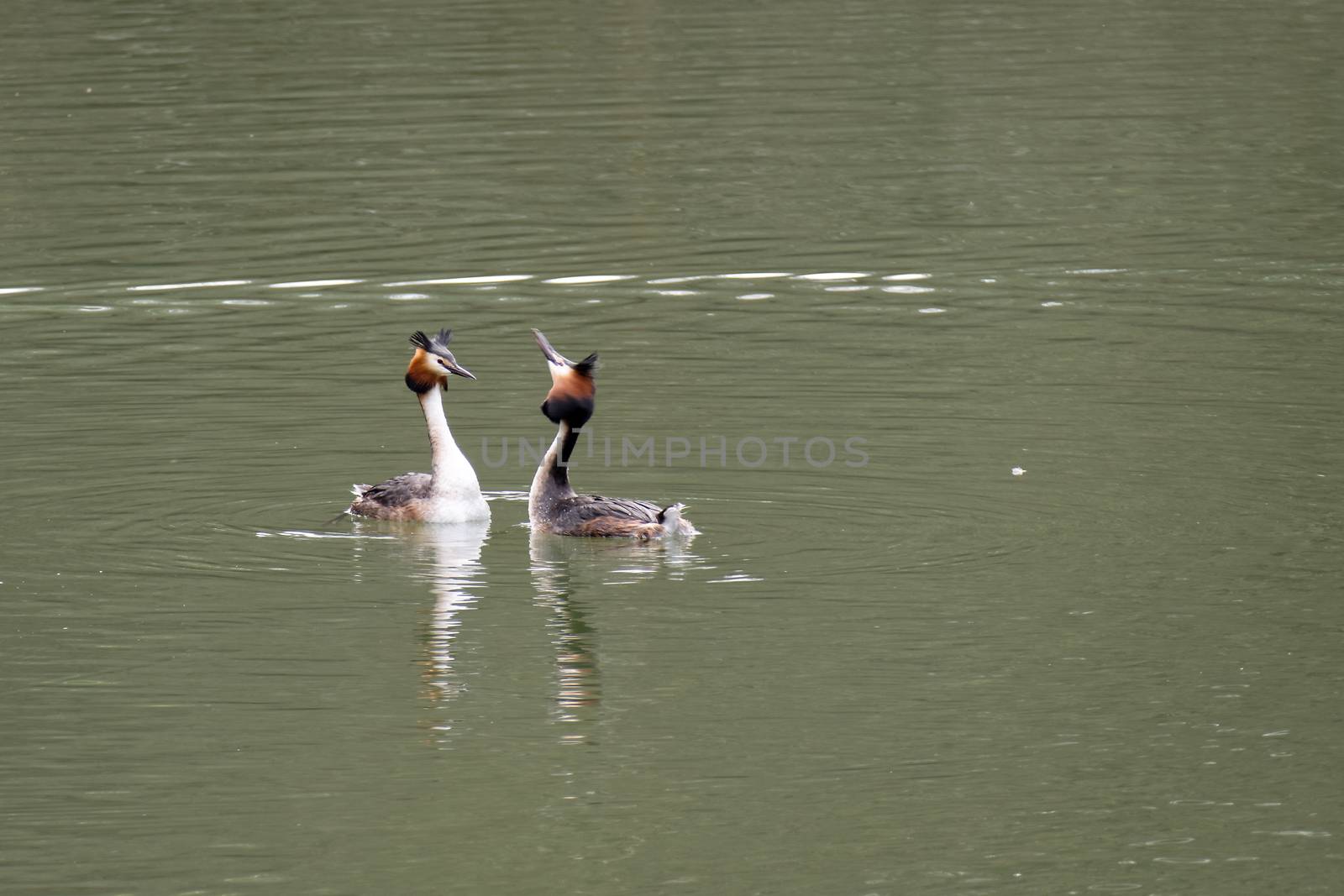 Great Crested Grebes  (podiceps cristatus)