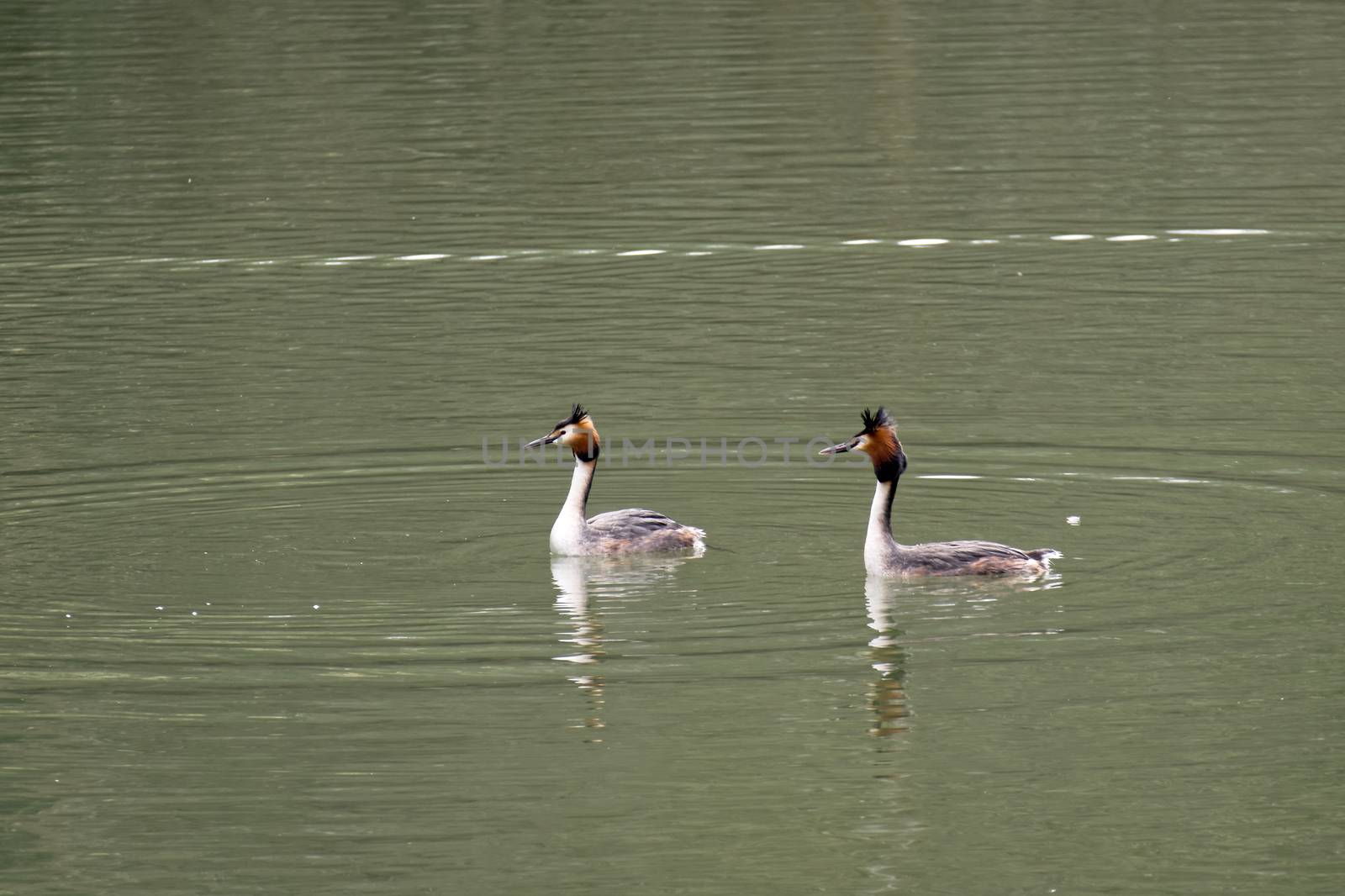 Great Crested Grebes  (podiceps cristatus) by phil_bird