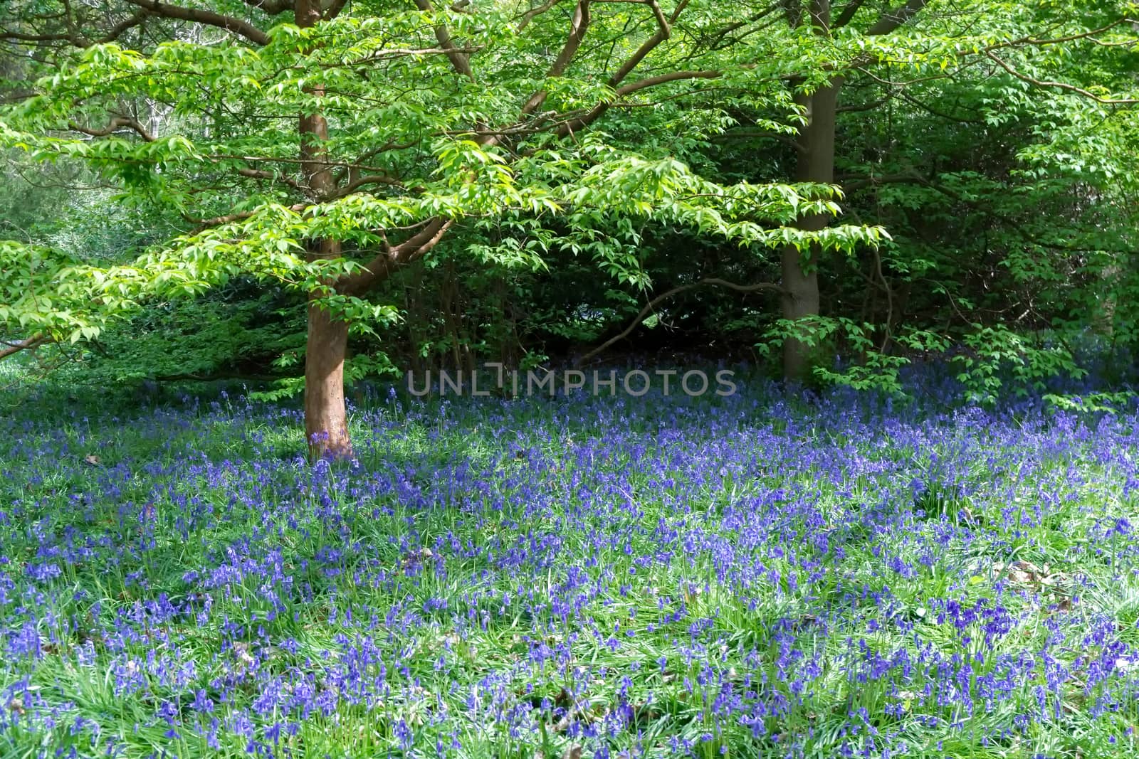 Bluebells in Full Bloom by phil_bird