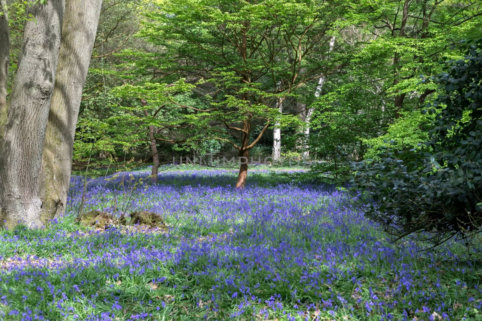 Bluebells in Full Bloom by phil_bird