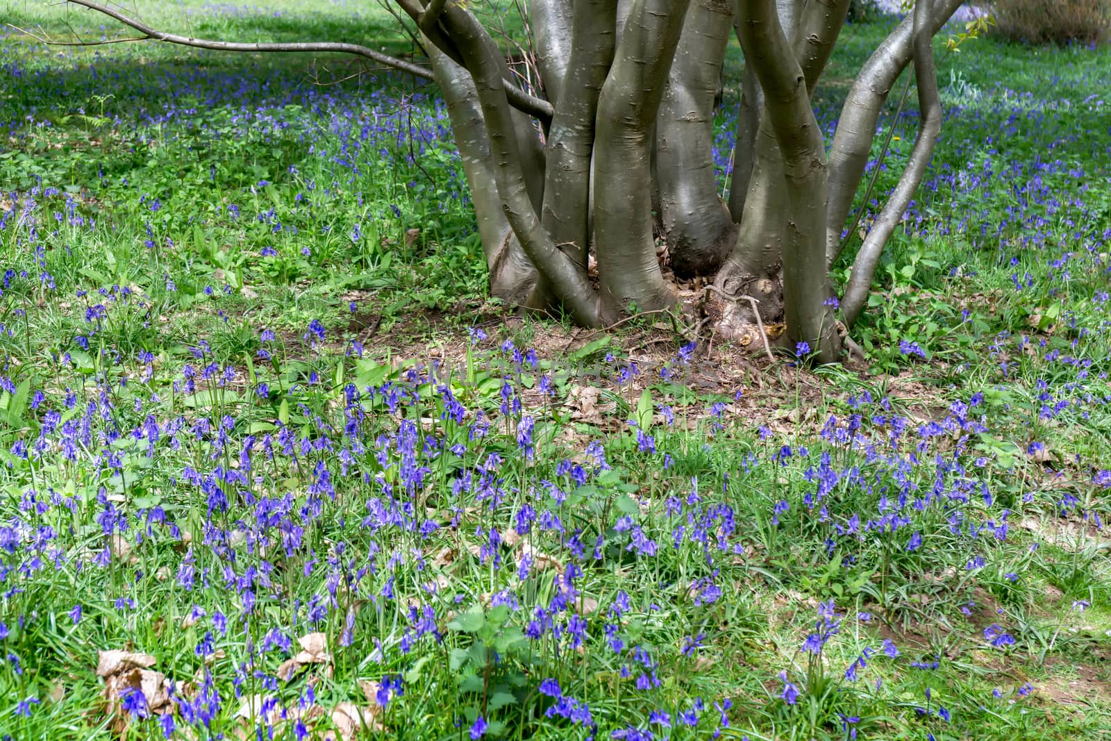 Bluebells in Full Bloom