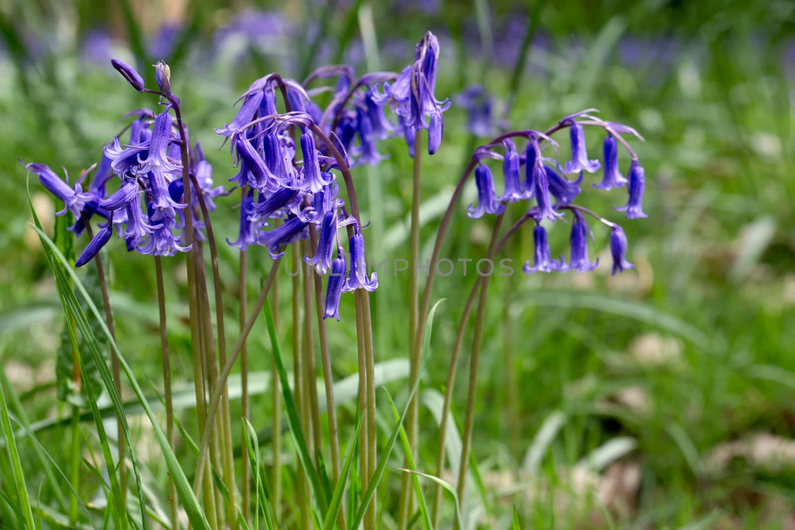 Bluebells in Full Bloom