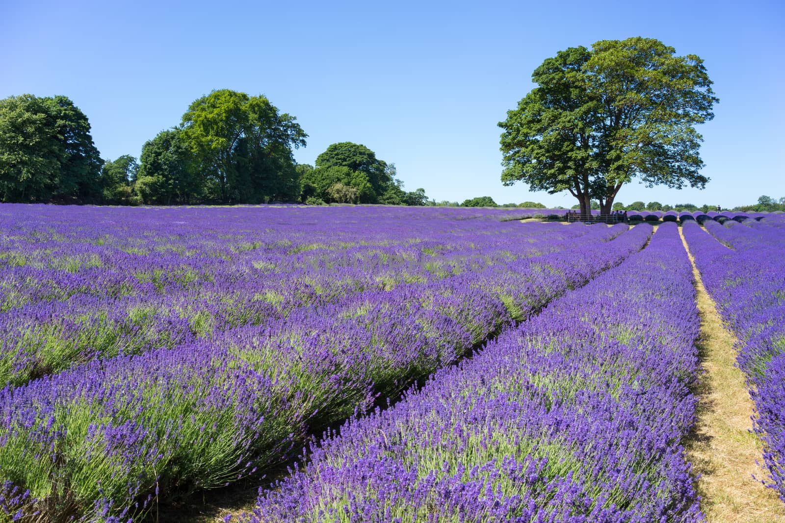 People enjoying a Lavender field in Banstead Surrey by phil_bird