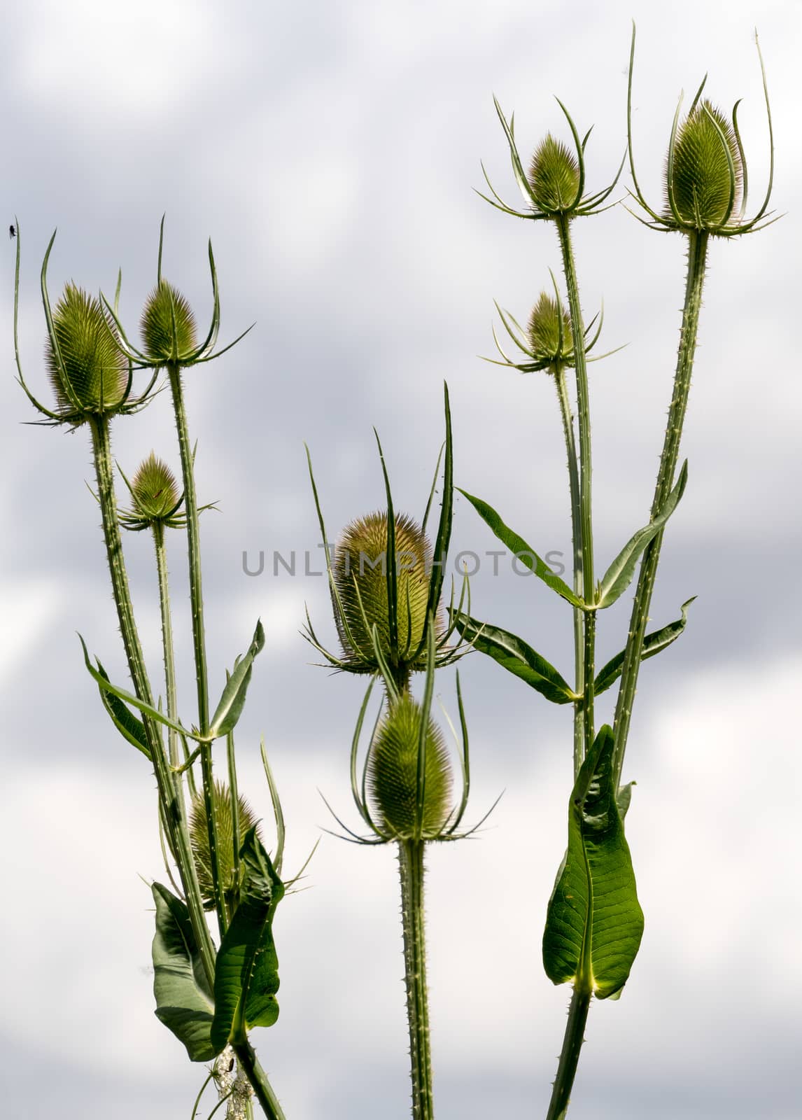 Teasels (Dipsacus)