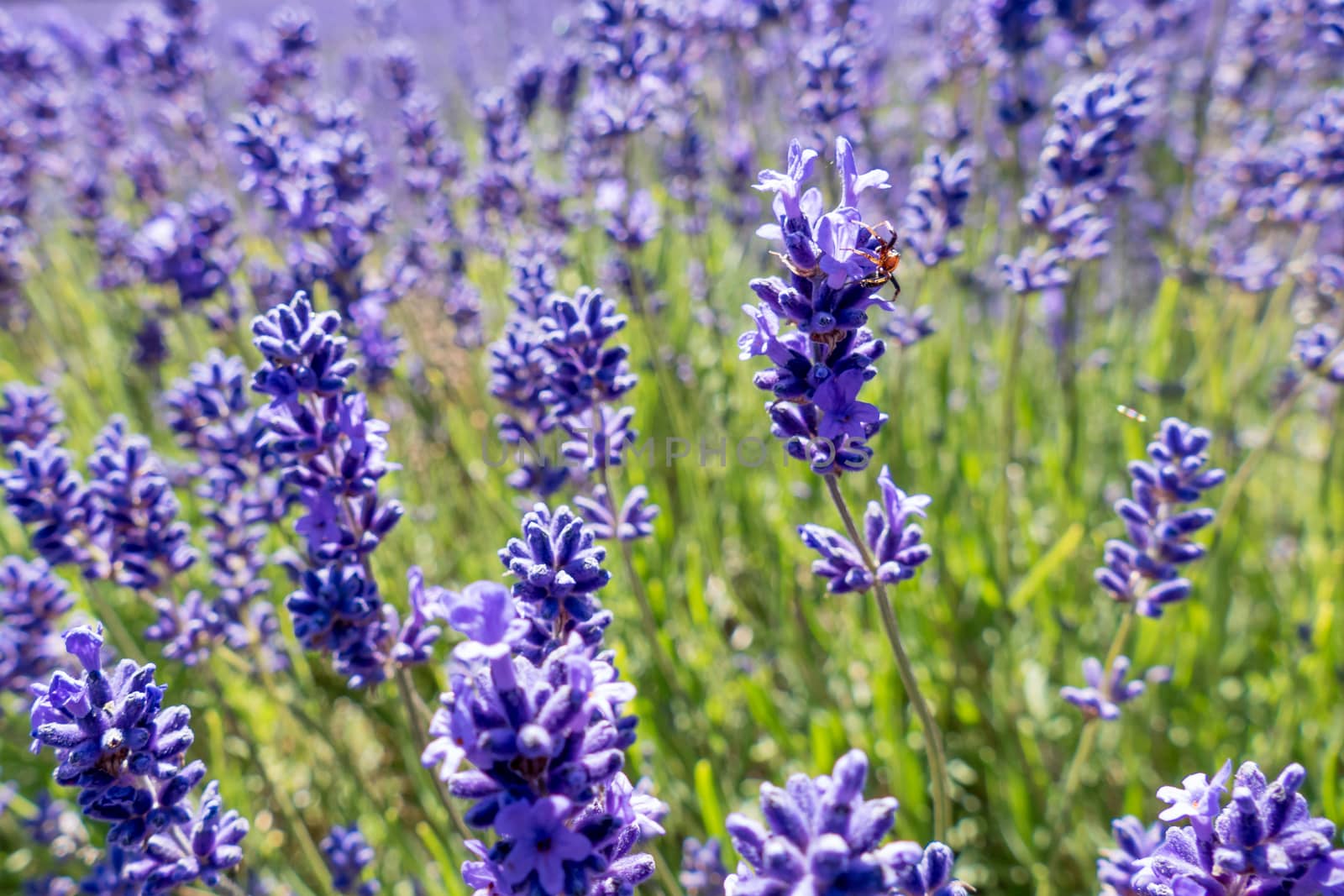 Spider in a Field of Lavender by phil_bird