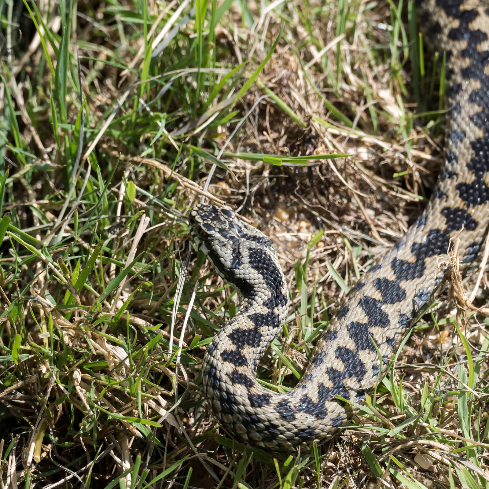 Common European Adder (Vipera berus) by phil_bird