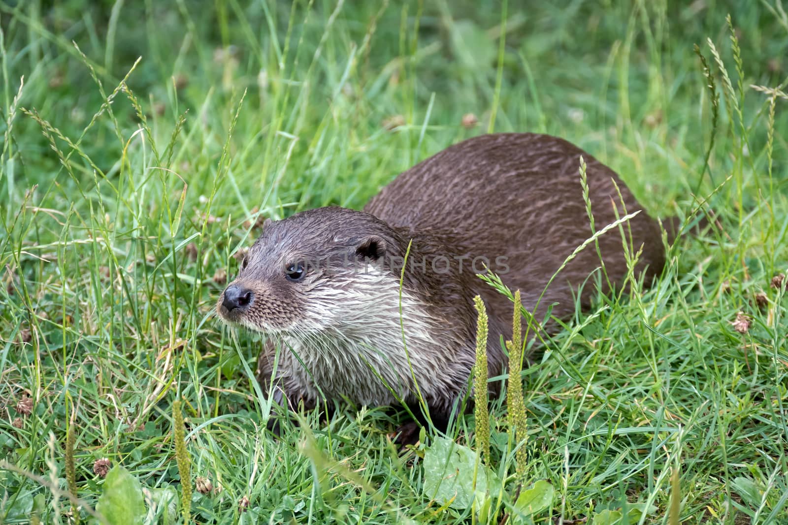 Eurasian Otter (Lutra lutra) by phil_bird